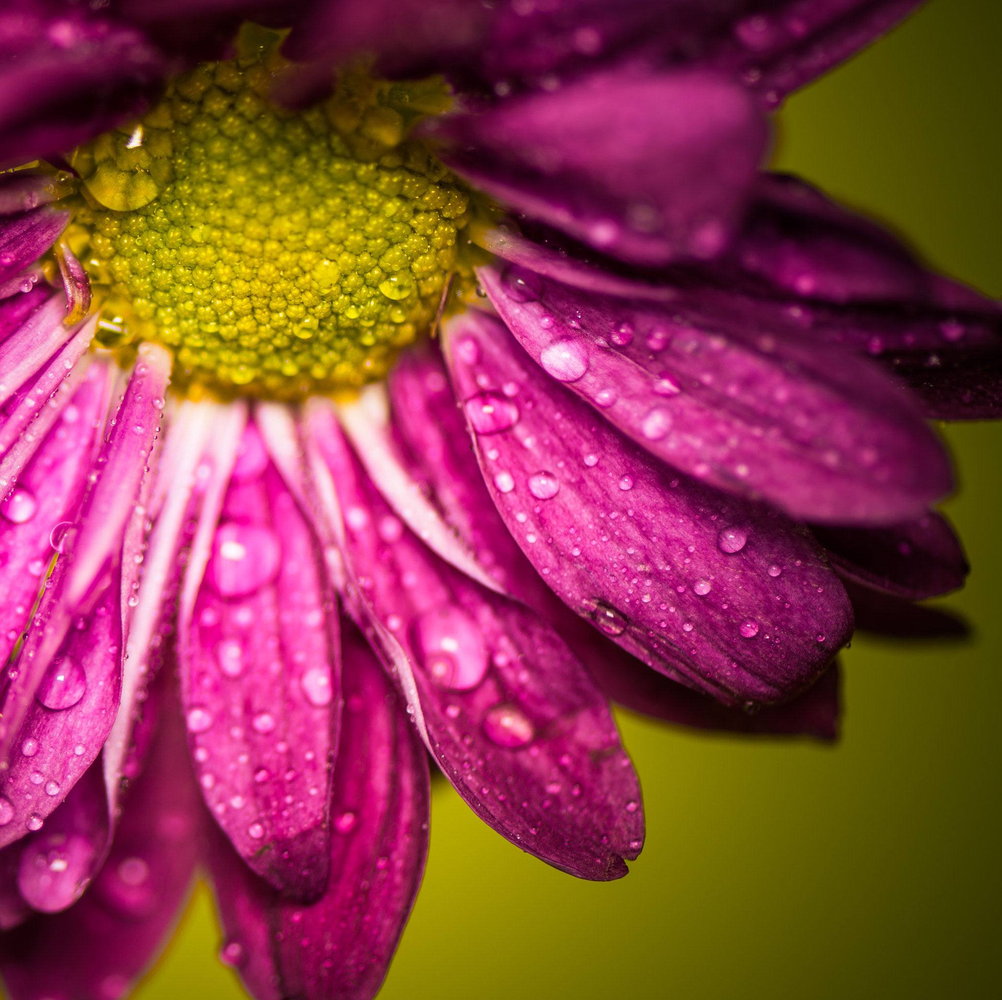 Nikon AF-S Micro-Nikkor 105mm F2.8G IF-ED VR sample photo. Dewy daisy photography