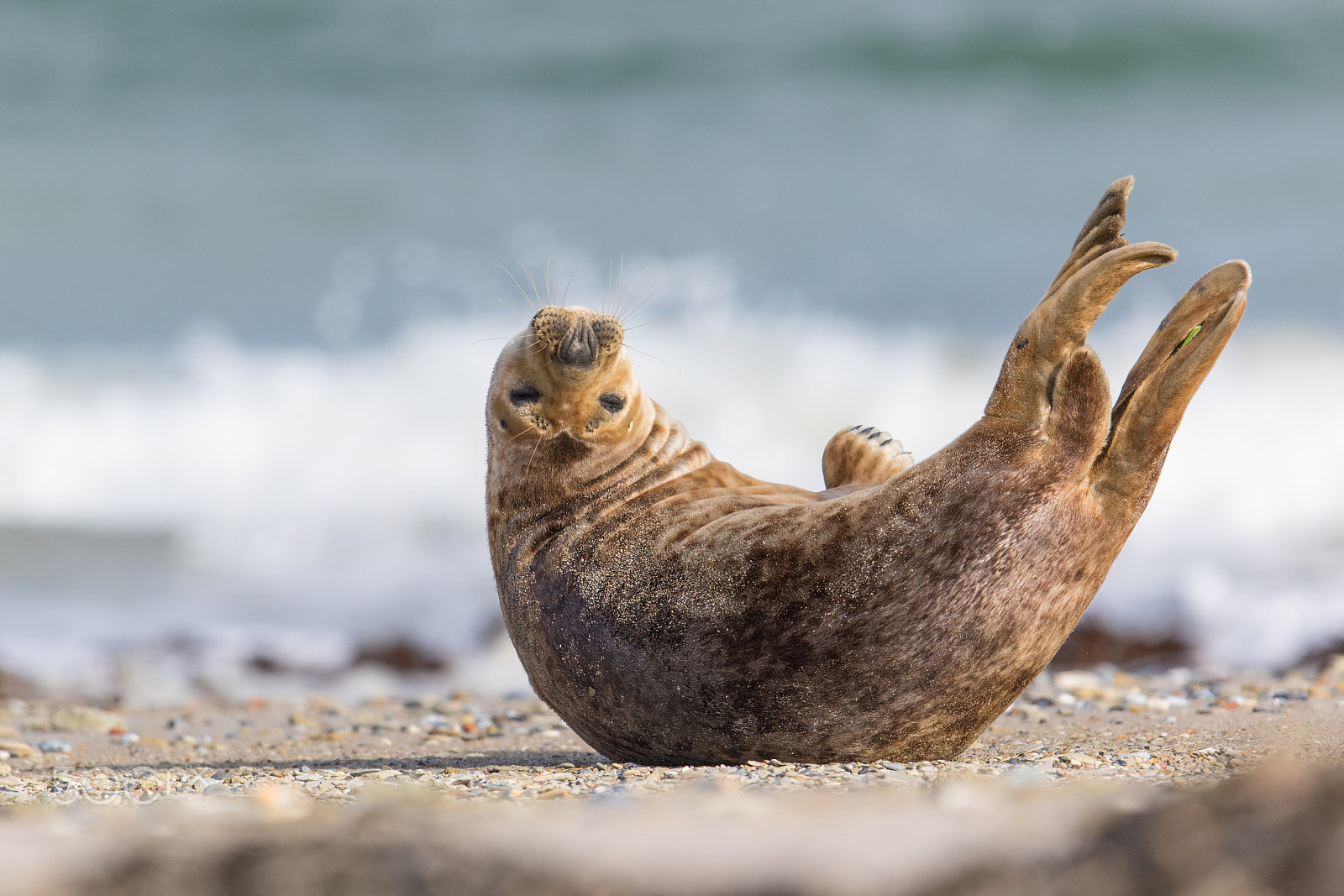 Canon EOS 7D Mark II + Canon EF 600mm F4L IS II USM sample photo. ... rolling around ... photography