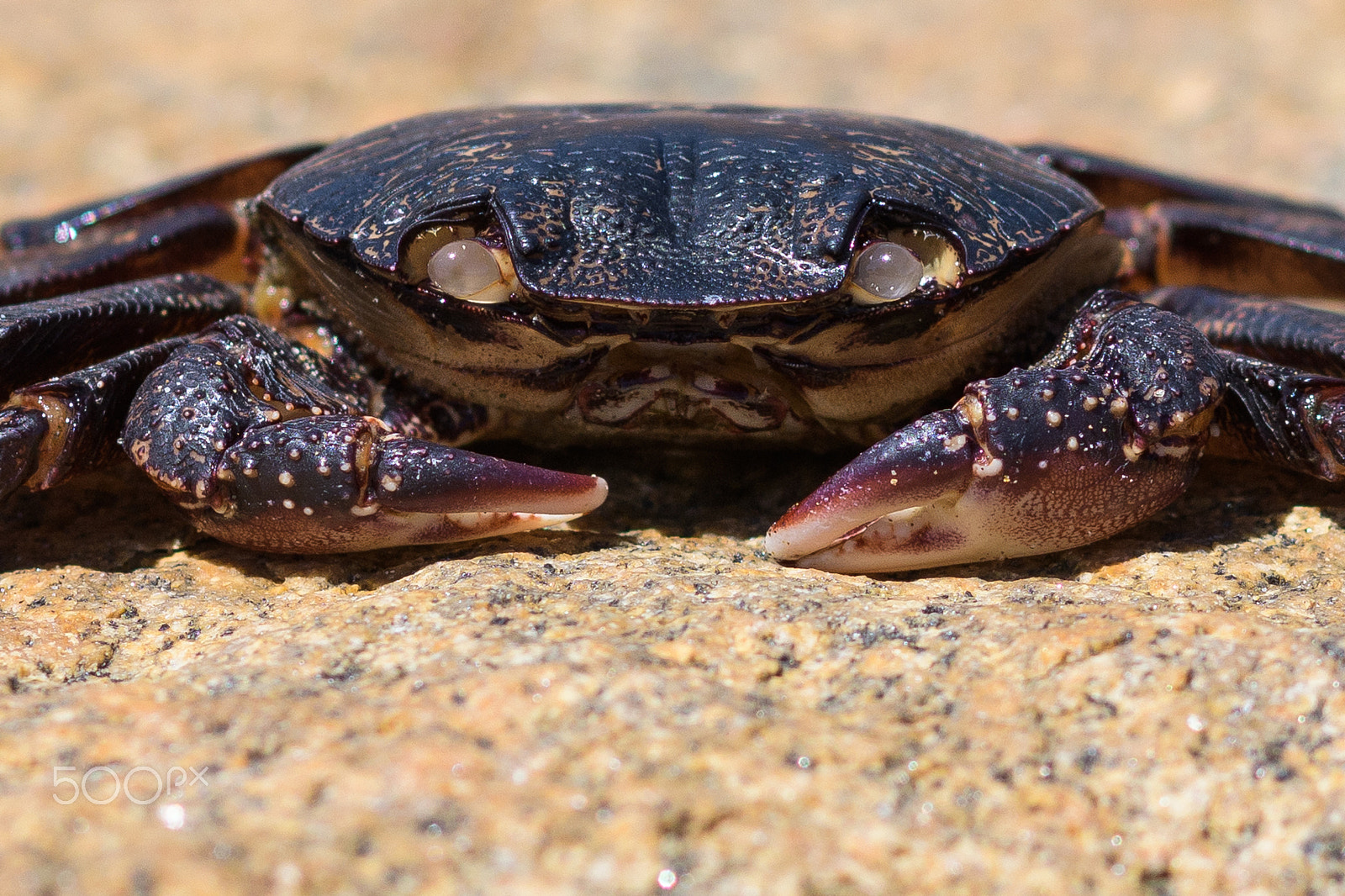 Nikon D500 + Nikon AF-S Nikkor 85mm F1.8G sample photo. Eyes and claws photography