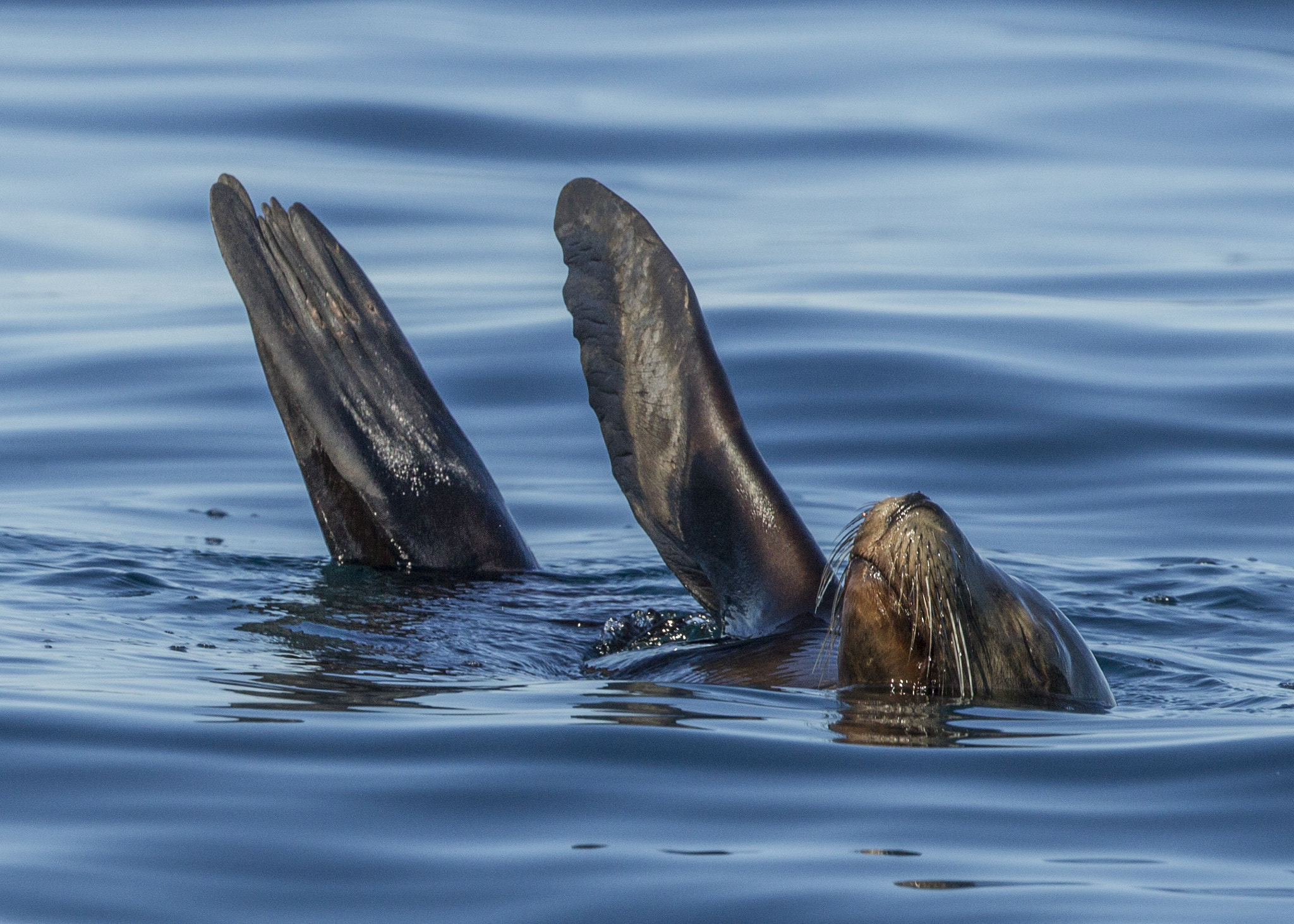 Canon EOS-1D Mark IV sample photo. Sea lion siesta photography