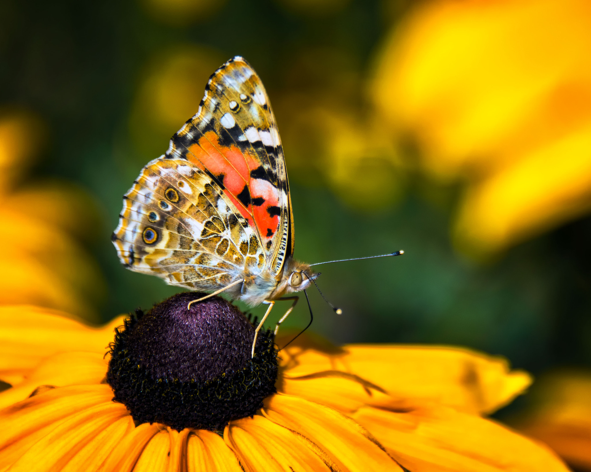 Nikon D500 sample photo. Madam butterfly photography