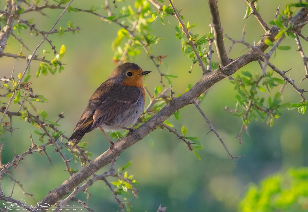 Nikon D7000 + Nikon AF-S Nikkor 300mm F4D ED-IF sample photo. Robin photography