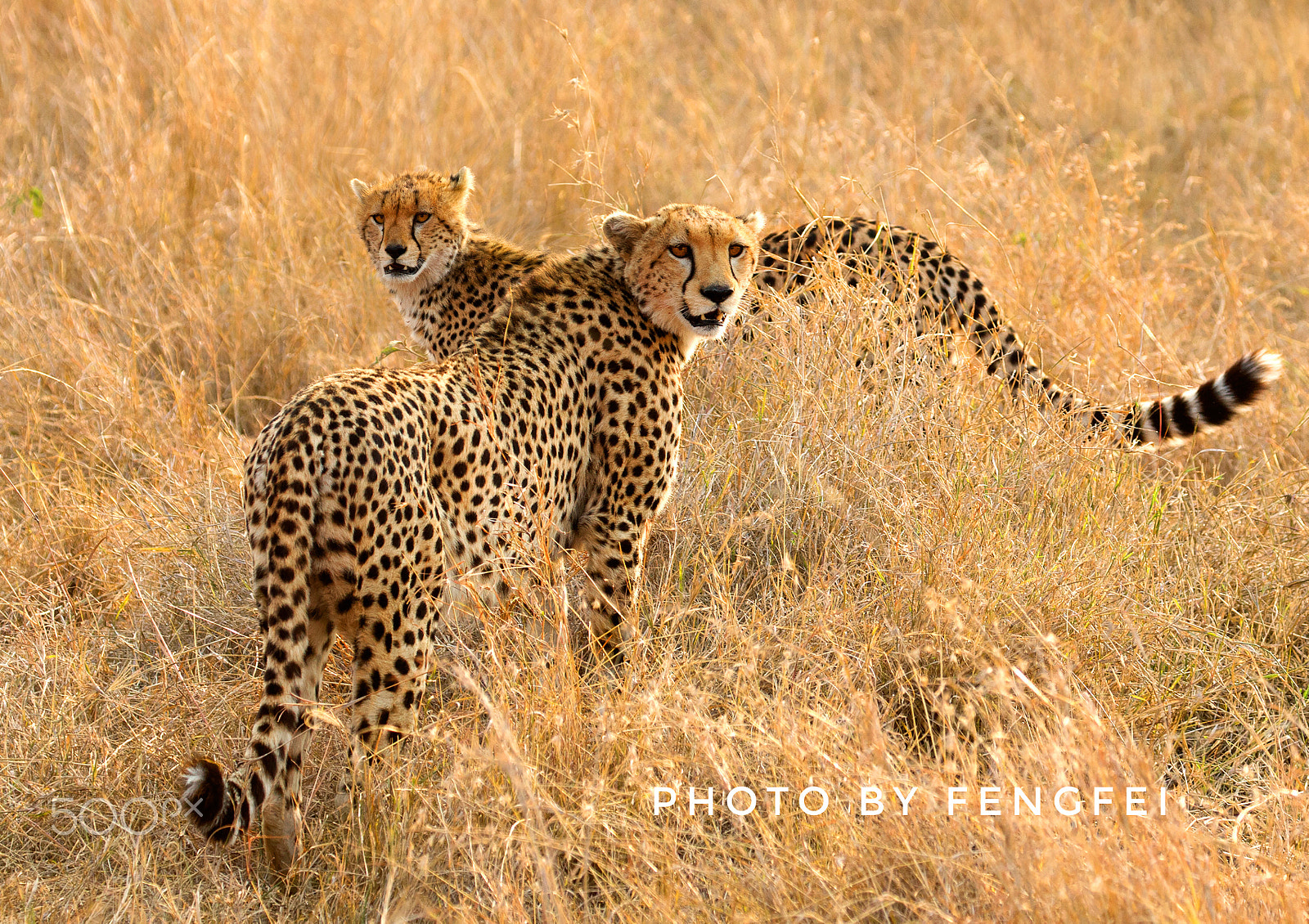Canon EOS-1D X sample photo. Fashion of the cheetah photography