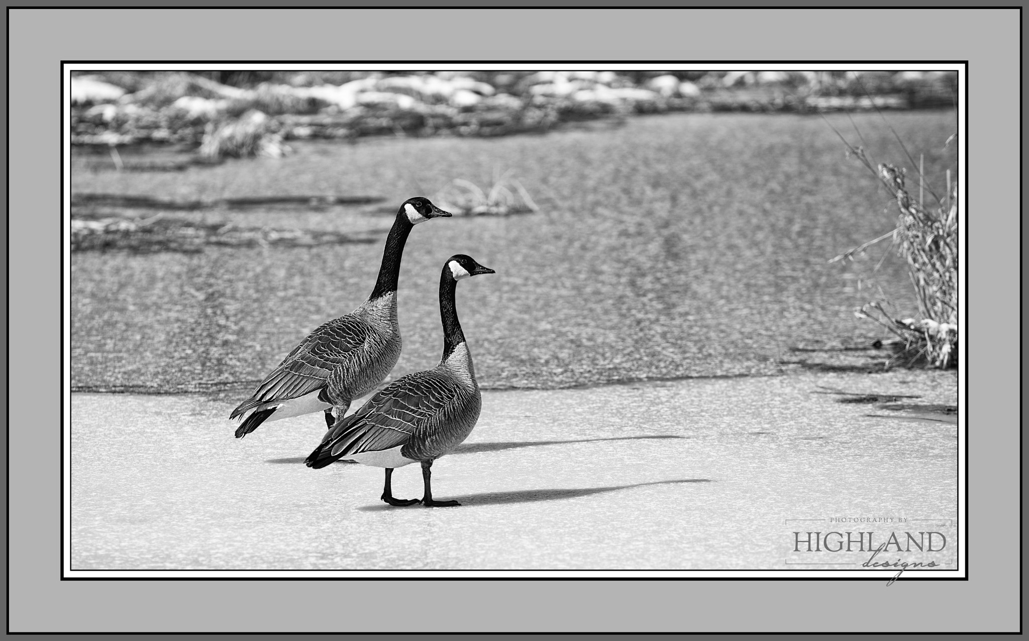 Sony a7 II + Canon EF 70-200mm F2.8L USM sample photo. Geese b&w photography