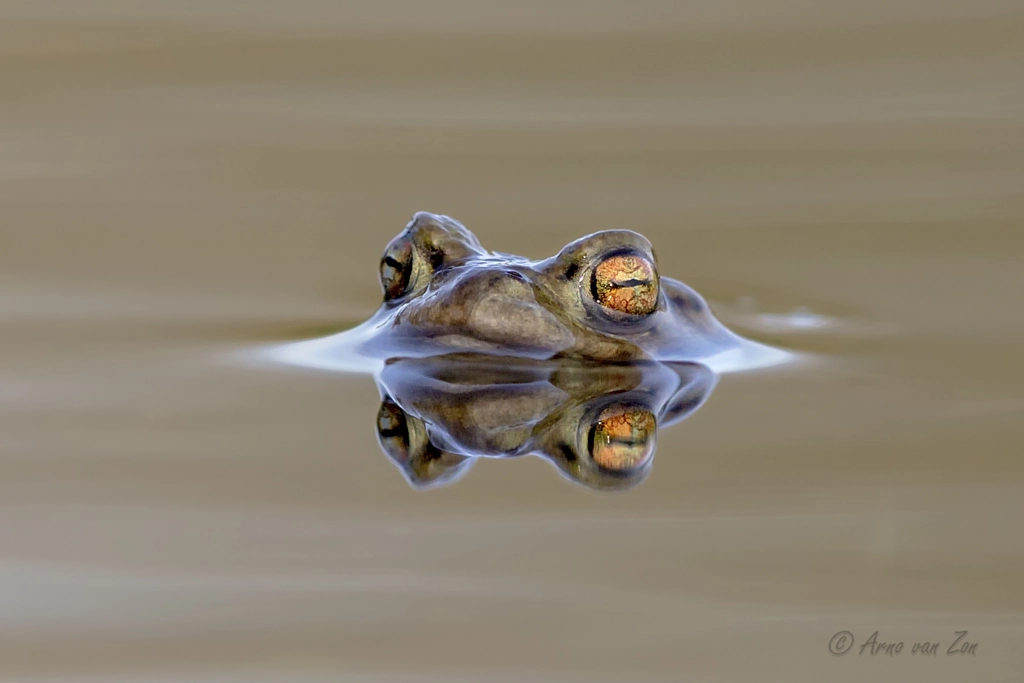Common toad..... by Arno van Zon on 500px.com