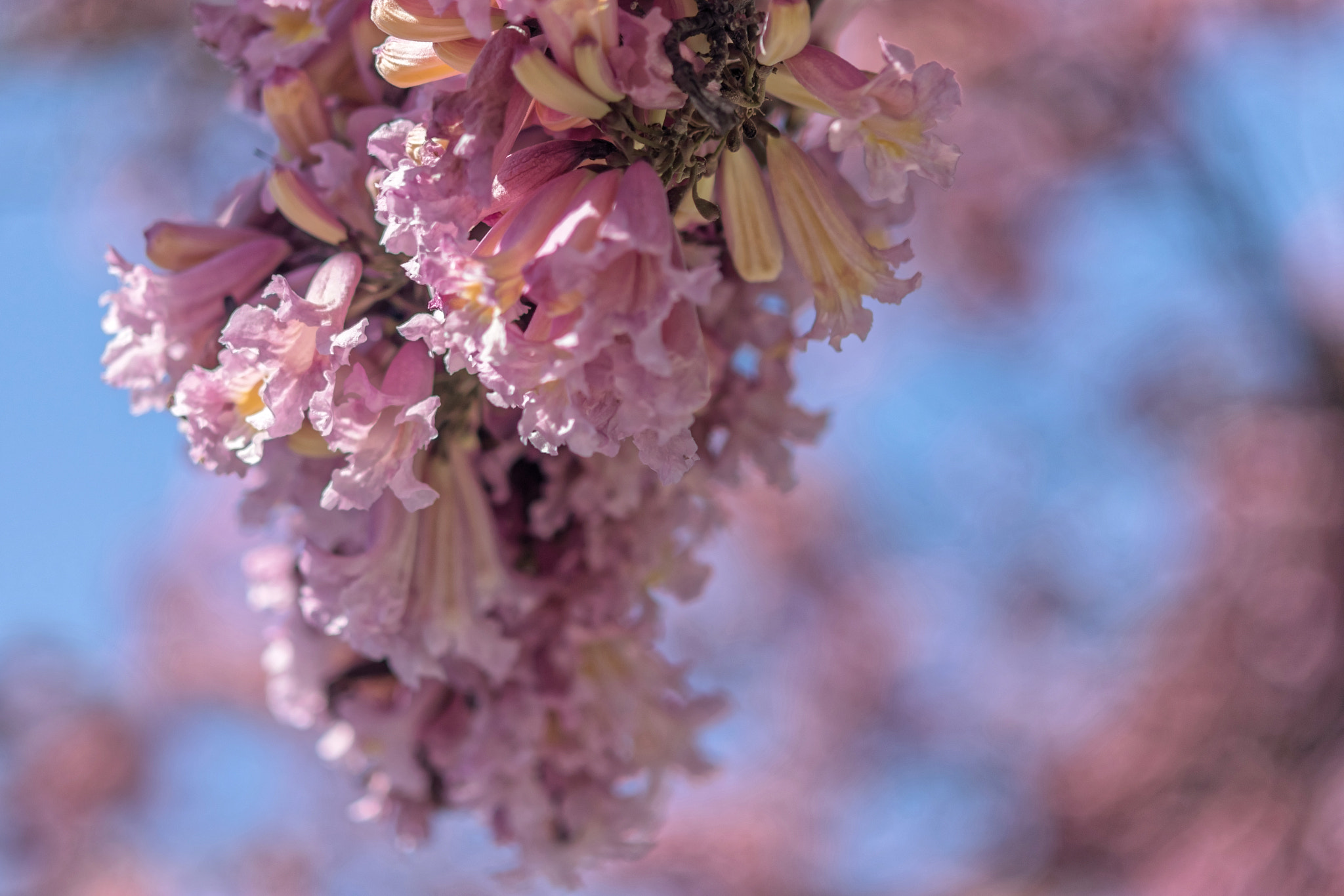 Sigma APO 50-150mm f/2.8 [II] EX DC HSM sample photo. Spring is here photography