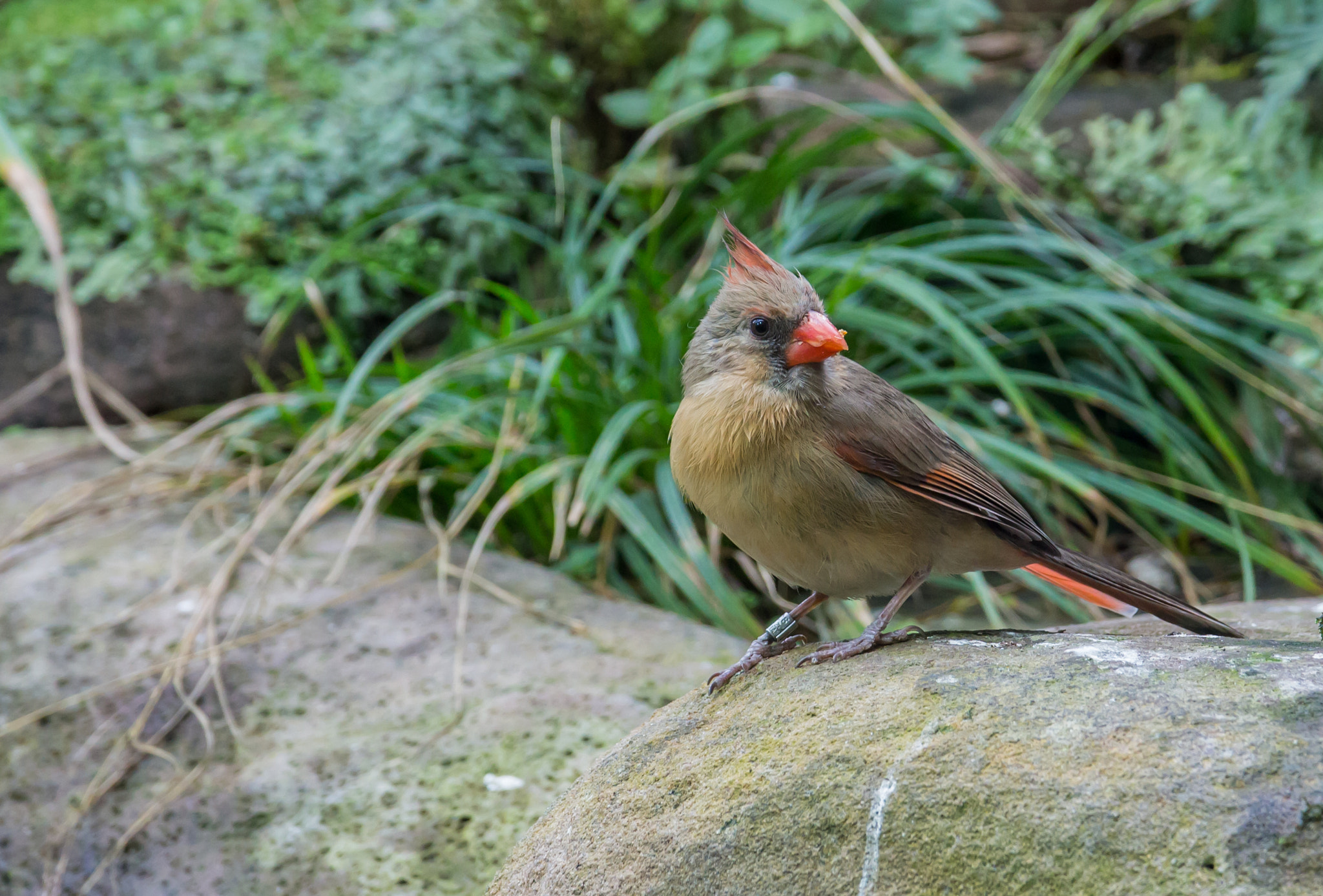 Sigma 17-70mm F2.8-4 DC Macro OS HSM sample photo. Vogel / bird photography