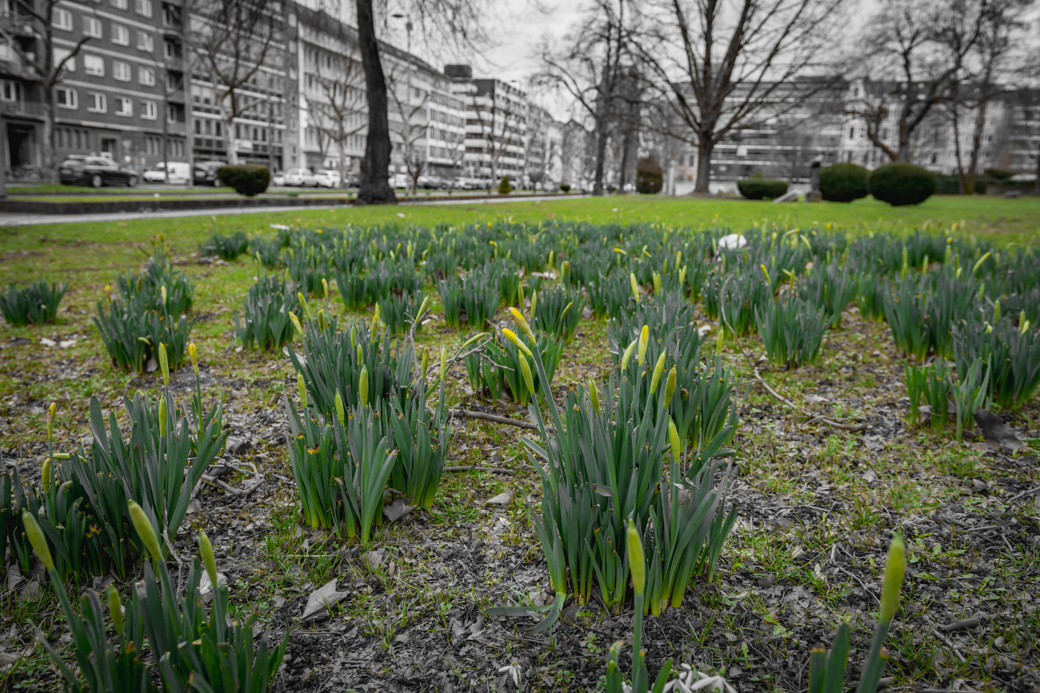 Nikon D7200 + Sigma 18-35mm F1.8 DC HSM Art sample photo. Grün am straßenrand photography