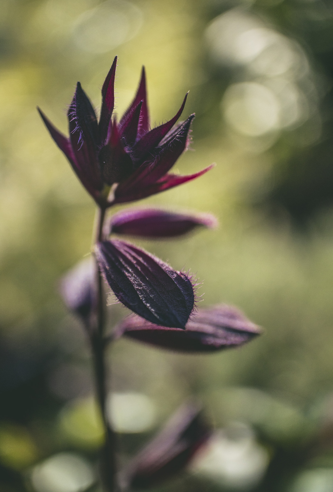 Canon EOS M3 + Canon EF-M 28mm F3.5 Macro IS STM sample photo. Maroon photography