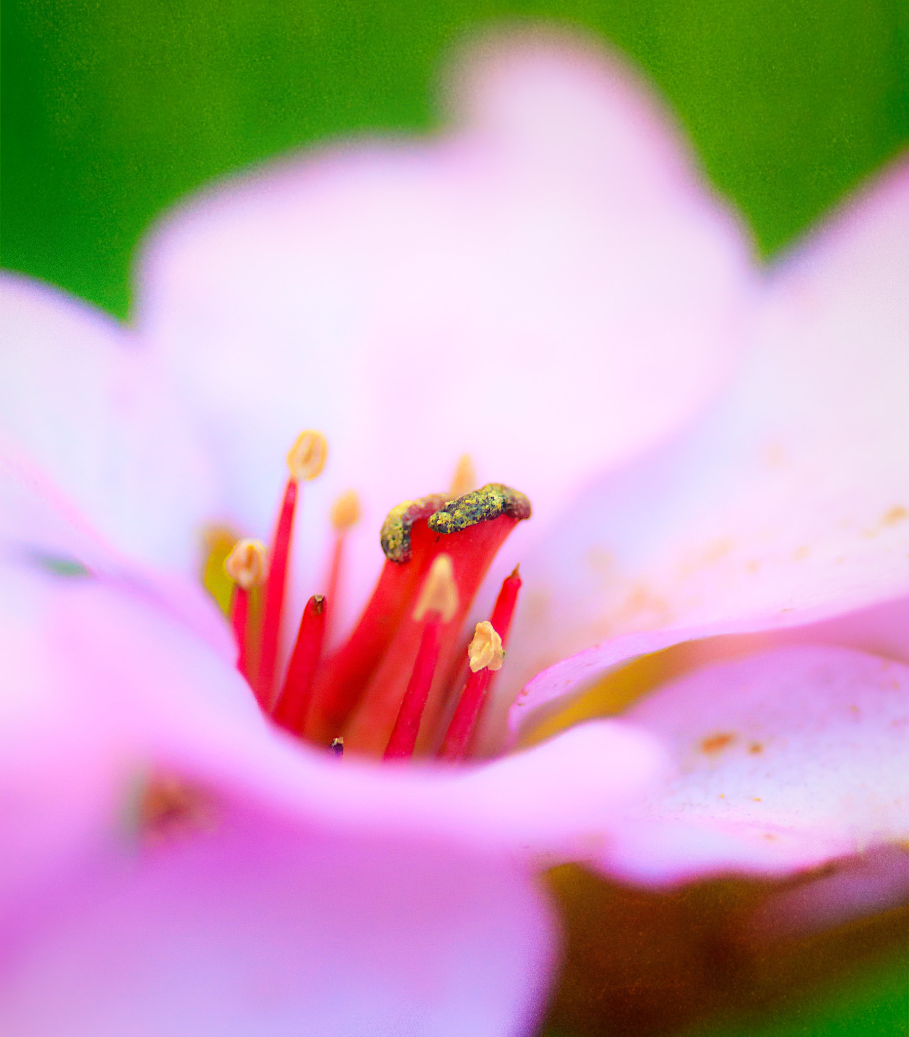 Canon EF 100mm F2.8 Macro USM sample photo