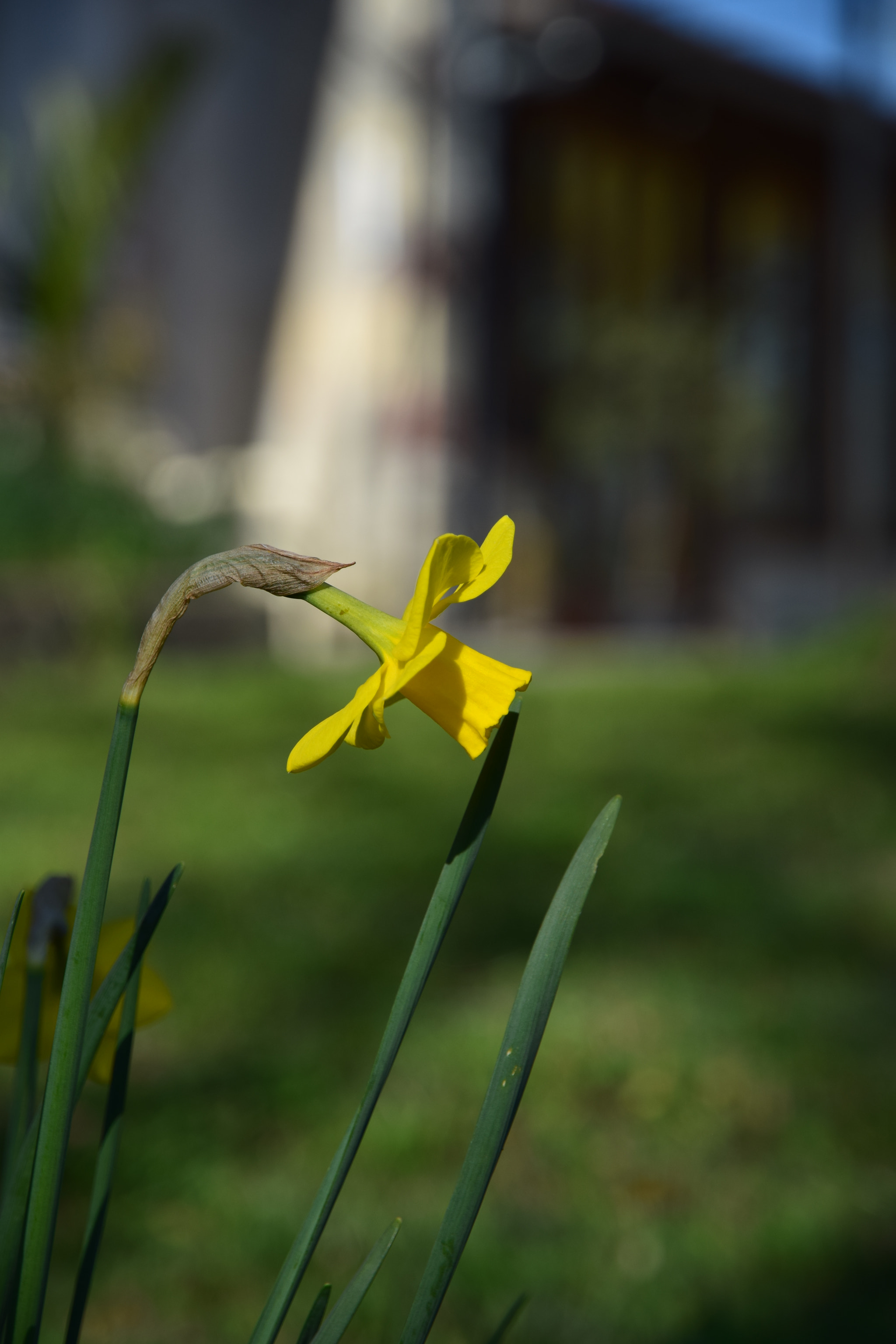 Nikon D5300 sample photo. Narcissus photography