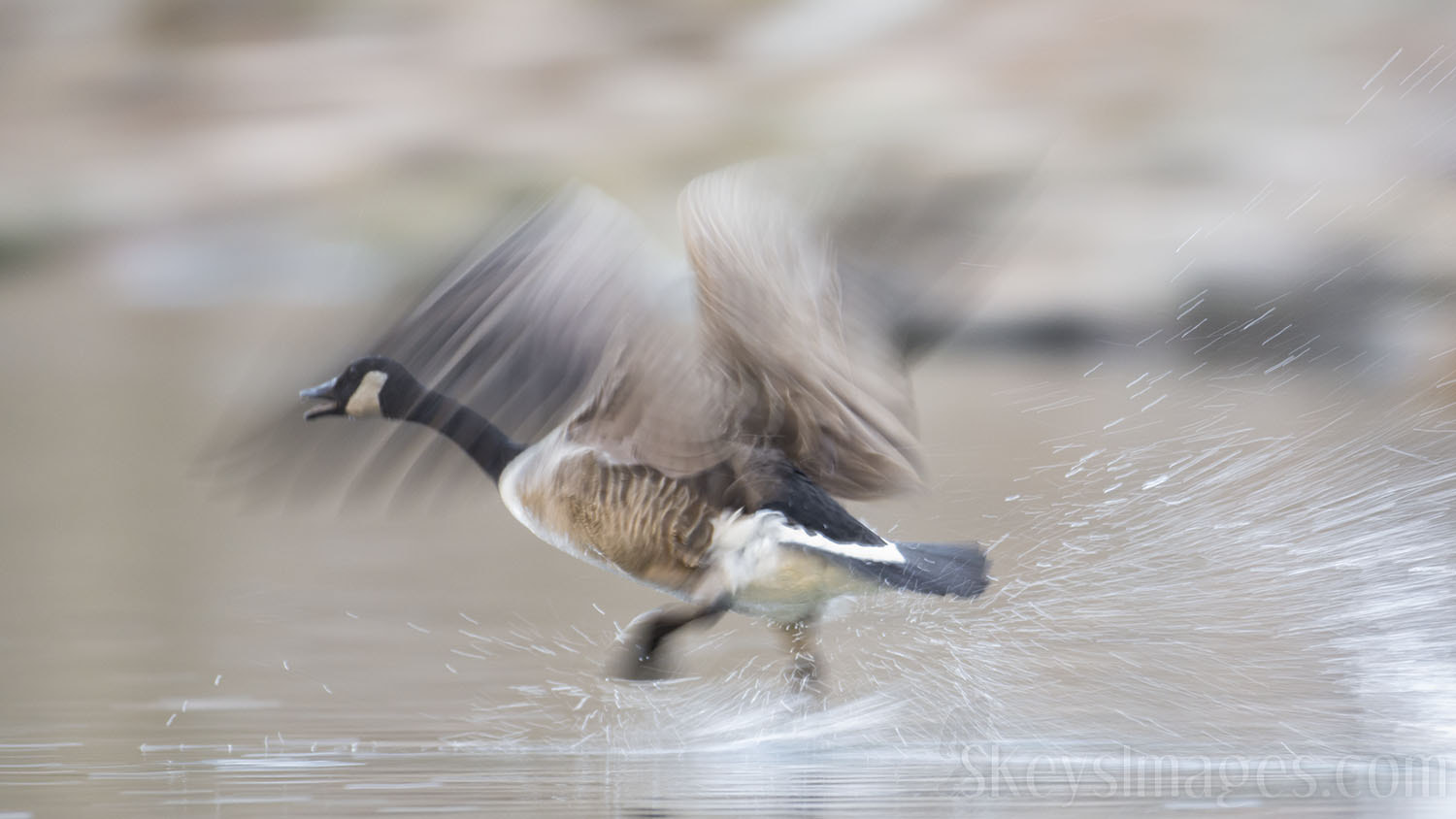 Nikon D7200 + Nikon AF-S Nikkor 500mm F4G ED VR sample photo. Motion (canada goose) photography