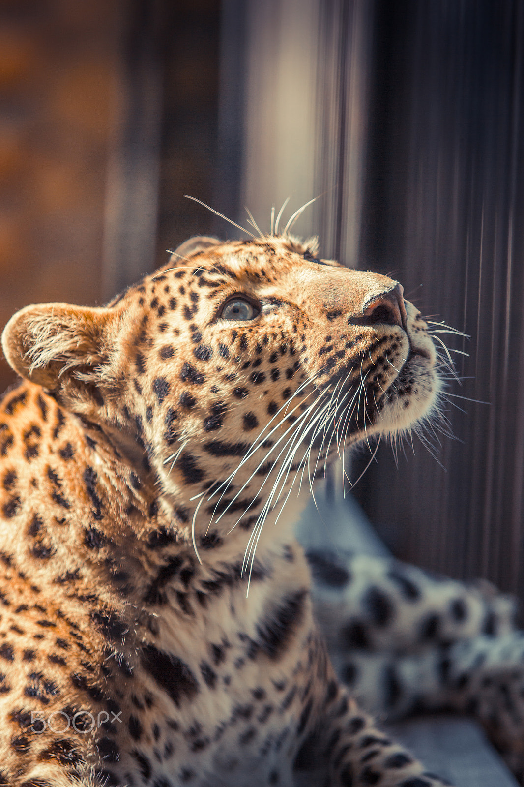 Canon EOS 60D + Sigma 50-200mm F4-5.6 DC OS HSM sample photo. Far eastern leopard photography