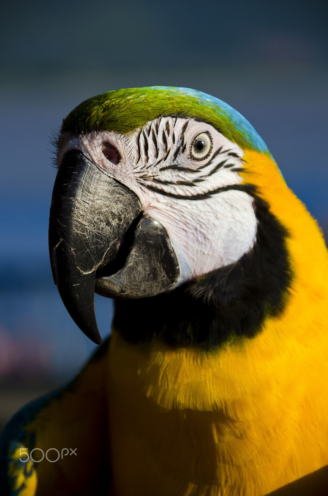 Sigma 28-300mm F3.5-6.3 DG Macro sample photo. Parrot photography