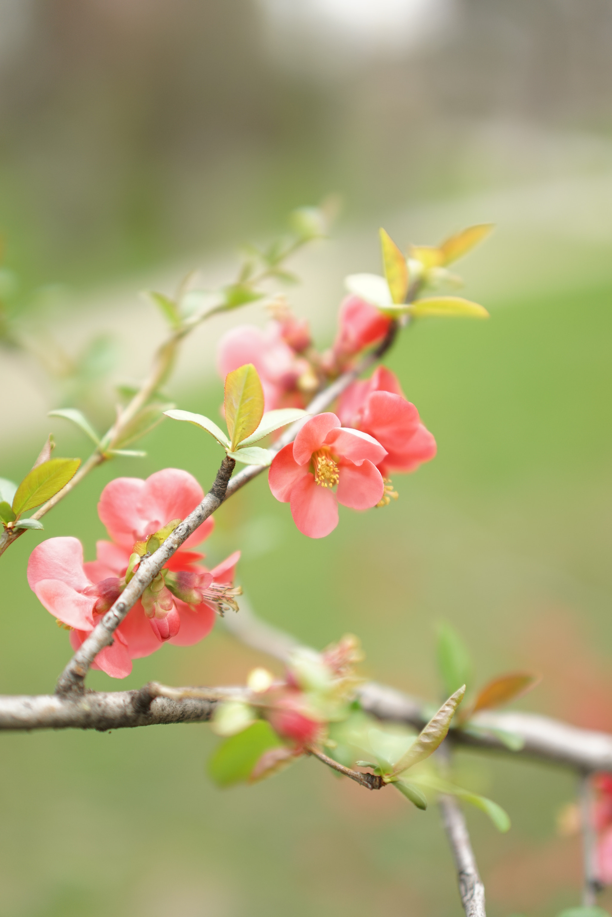 Sony a7R sample photo. El retiro en flor photography