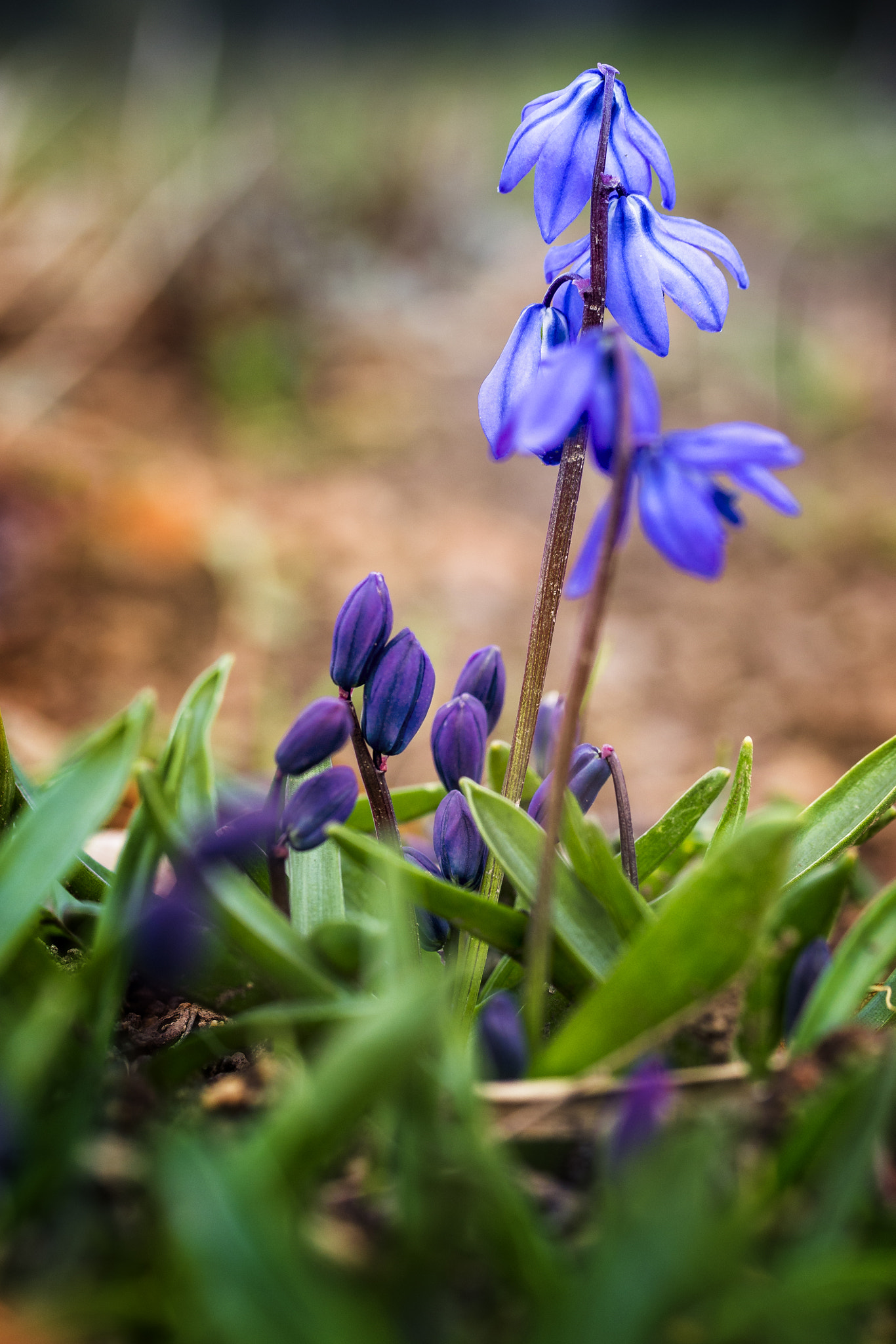 Canon EF-S 60mm F2.8 Macro USM sample photo. Blaustern photography
