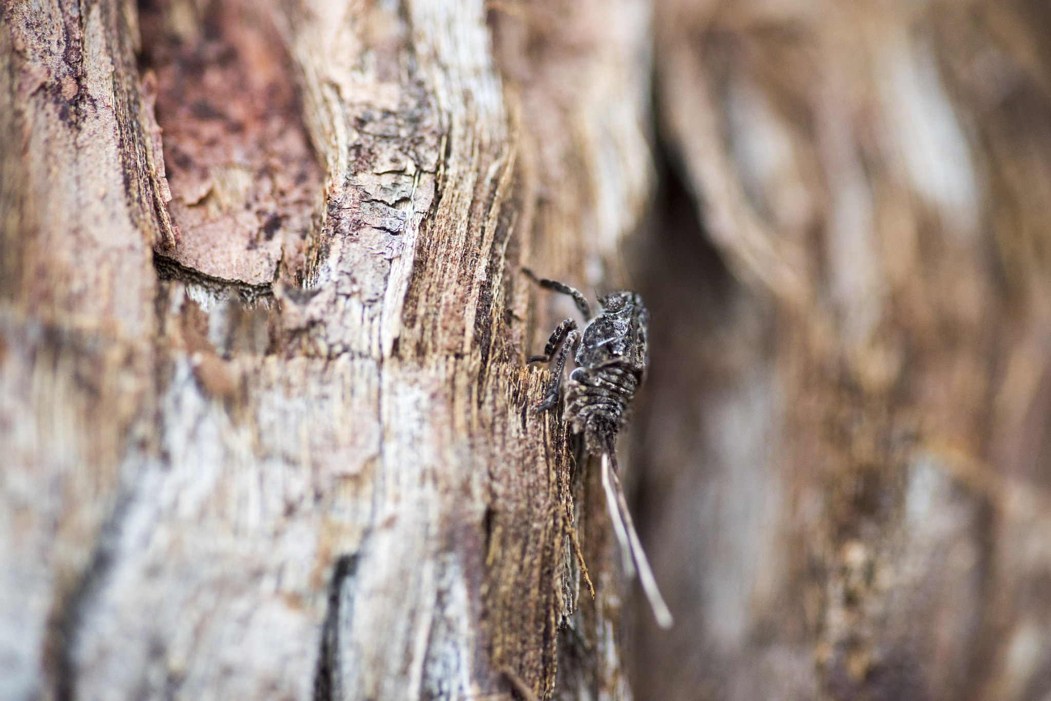 Nikon D810 sample photo. Unseen beauty of western australia photography