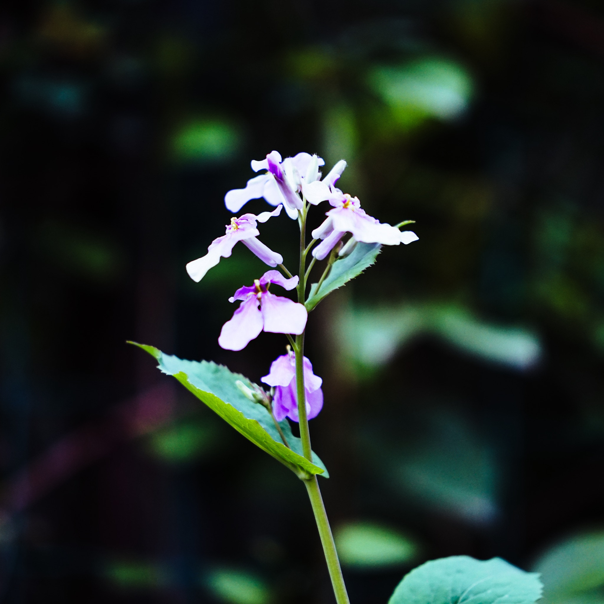 Sony a7R II + Sony FE 70-200mm F2.8 GM OSS sample photo. Spring flower 04 photography