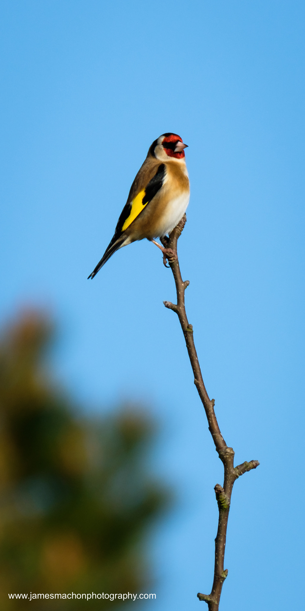 Fujifilm XF 100-400mm F4.5-5.6 R LM OIS WR sample photo. Keeping watch photography