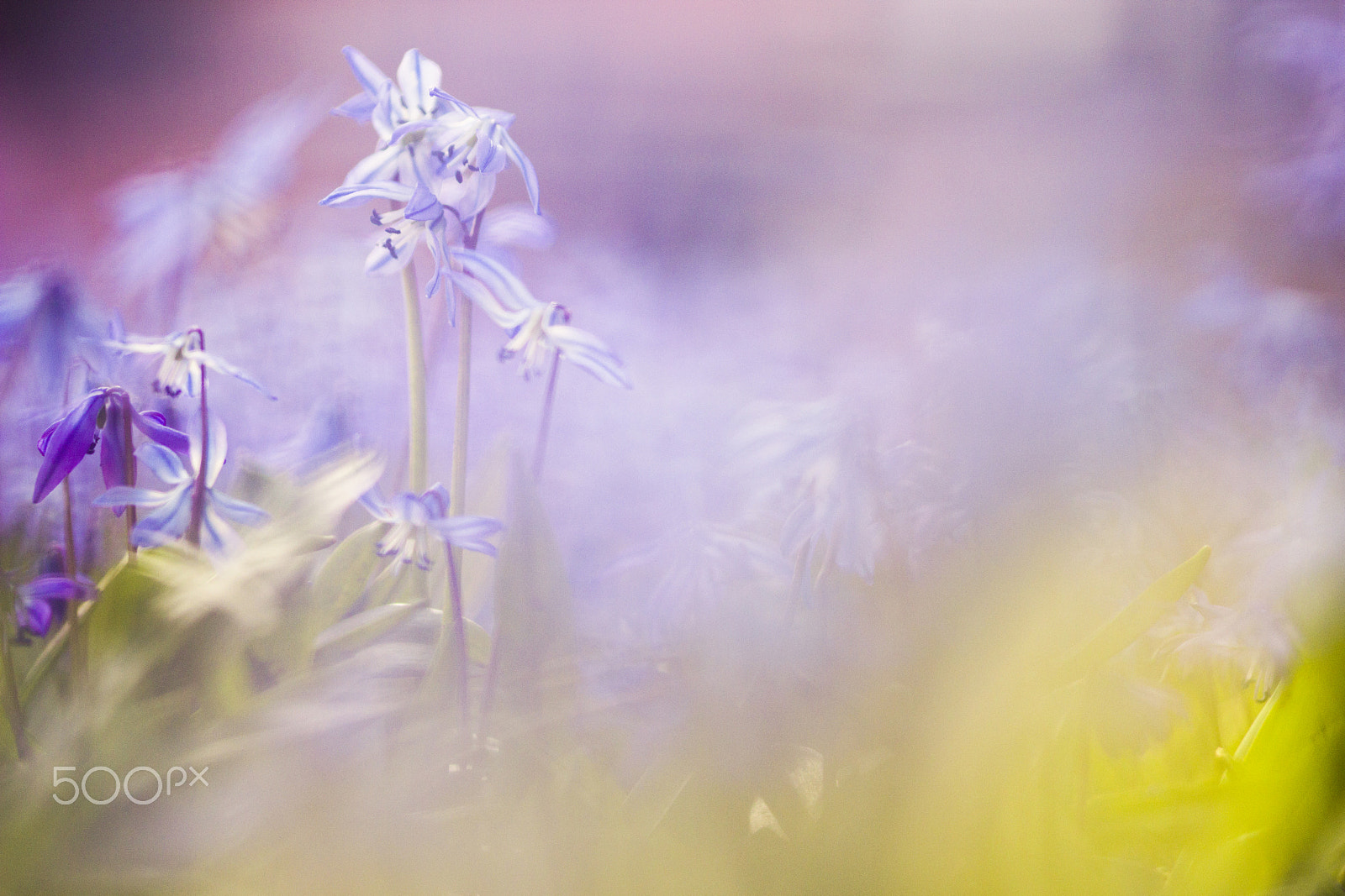 Canon EOS 600D (Rebel EOS T3i / EOS Kiss X5) + Sigma 105mm F2.8 EX DG OS HSM sample photo. Spring flowers photography