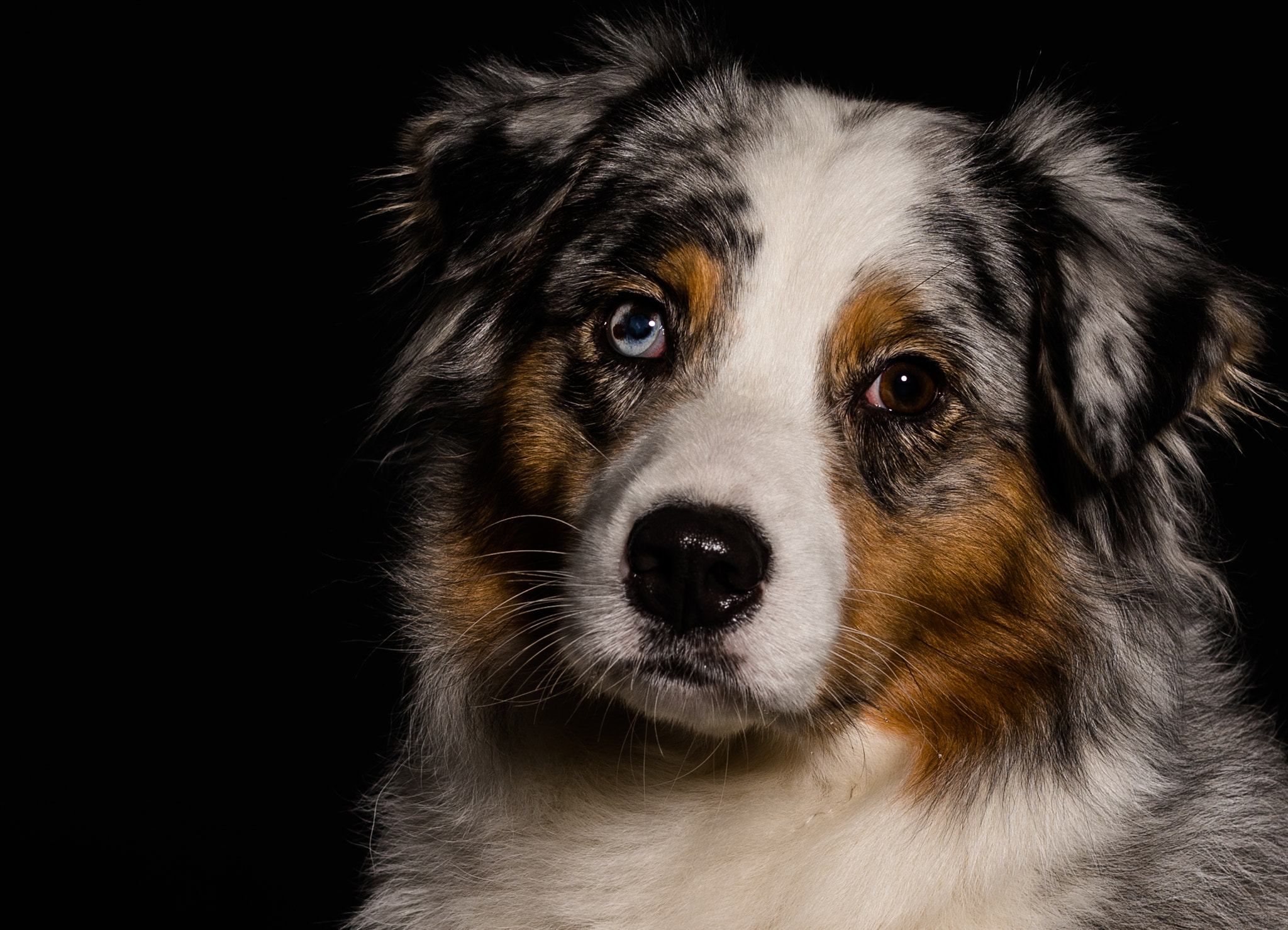 Canon EF 50mm F1.8 II sample photo. Pride photography