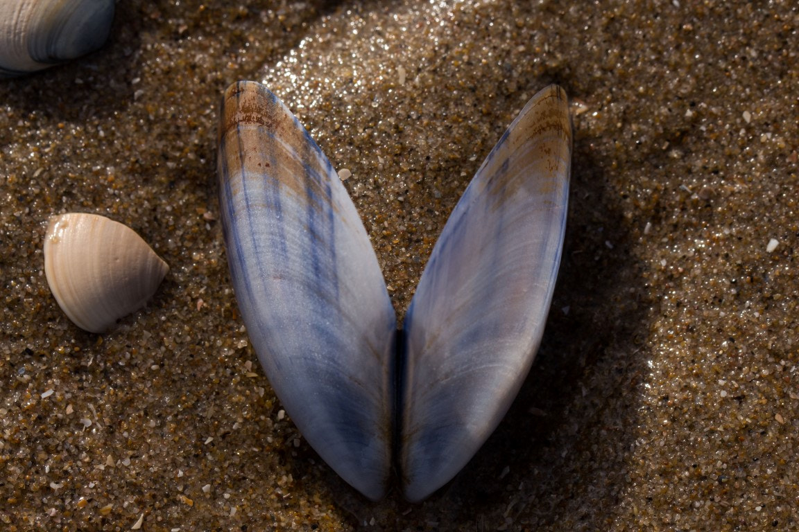 Canon EF 100mm F2.8L Macro IS USM sample photo. Beach photography