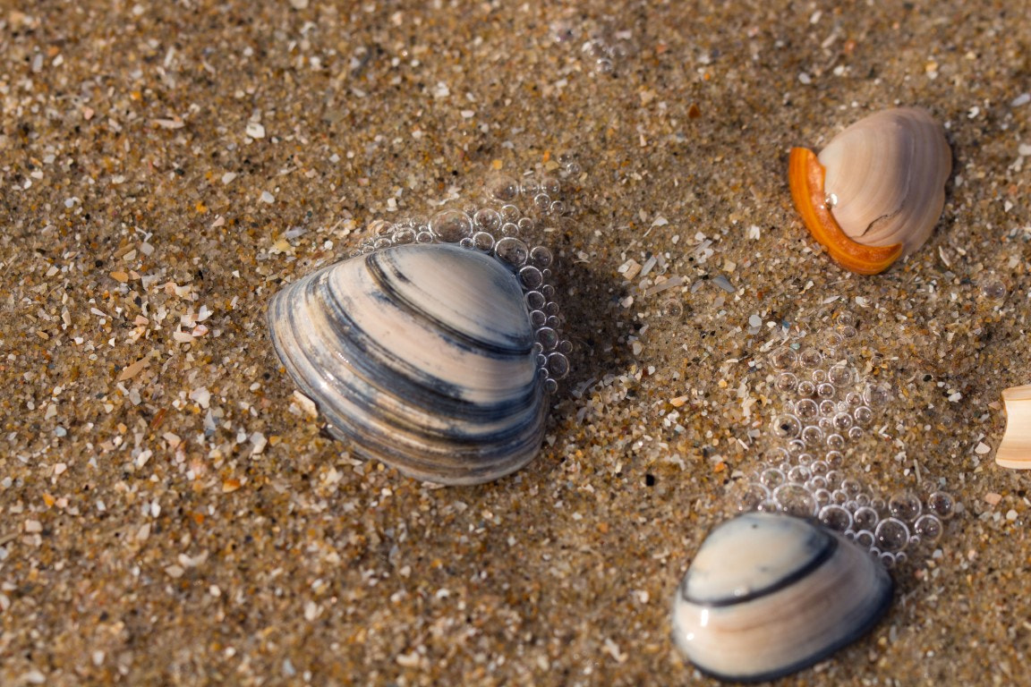 Canon EF 100mm F2.8L Macro IS USM sample photo. Beach photography