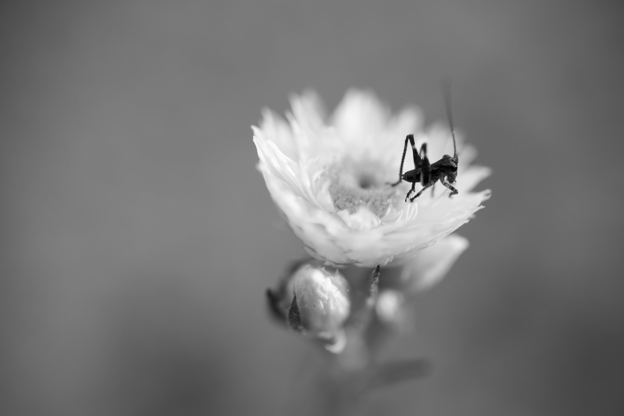 Nikon D810 sample photo. Unseen beauty of western australia photography