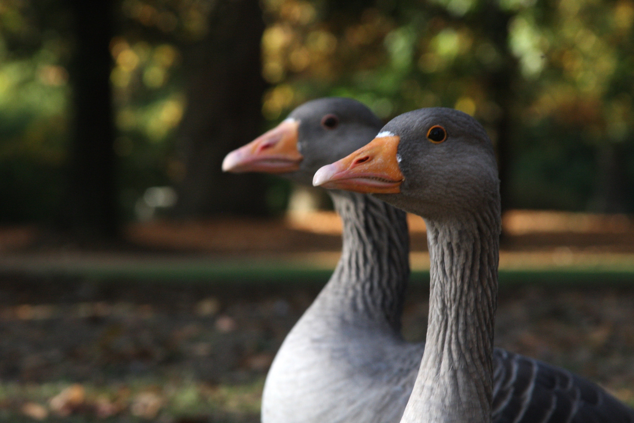 Canon EOS 40D sample photo. Geese photography