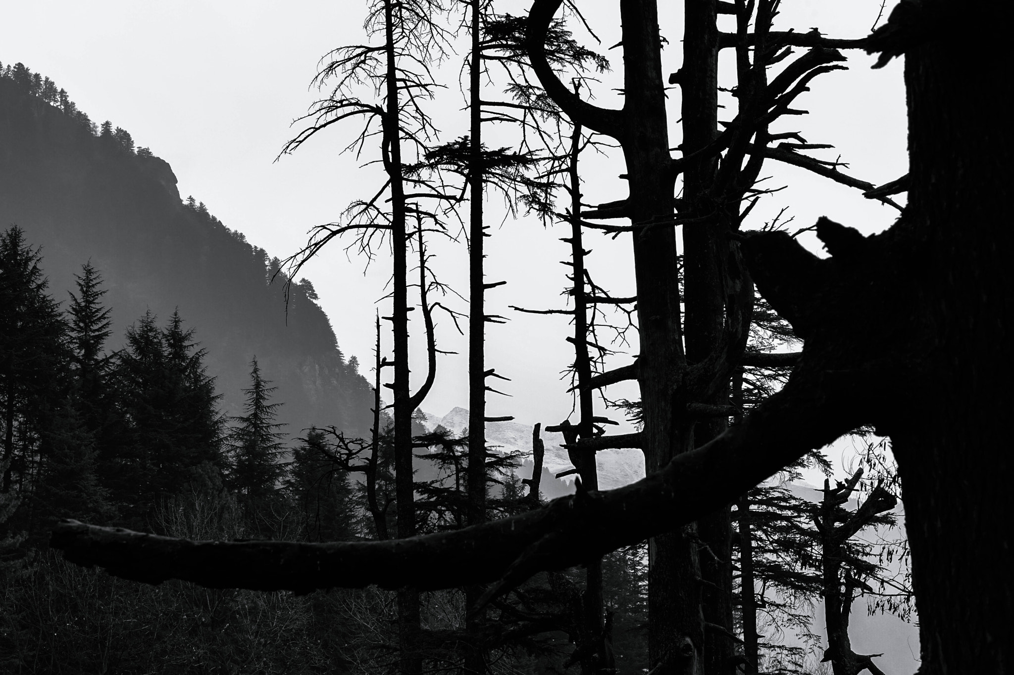 DT 85mm F1.8 SAM sample photo. Dark forest photography