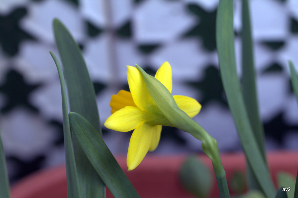 Canon EF 100mm F2.8L Macro IS USM sample photo. Img photography
