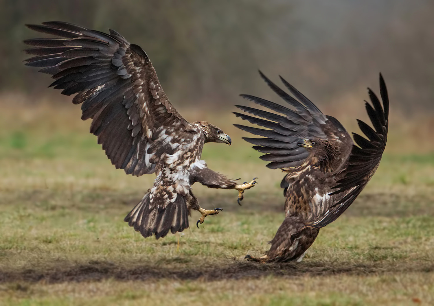 Canon EF 300mm F2.8L IS USM sample photo. Fight photography