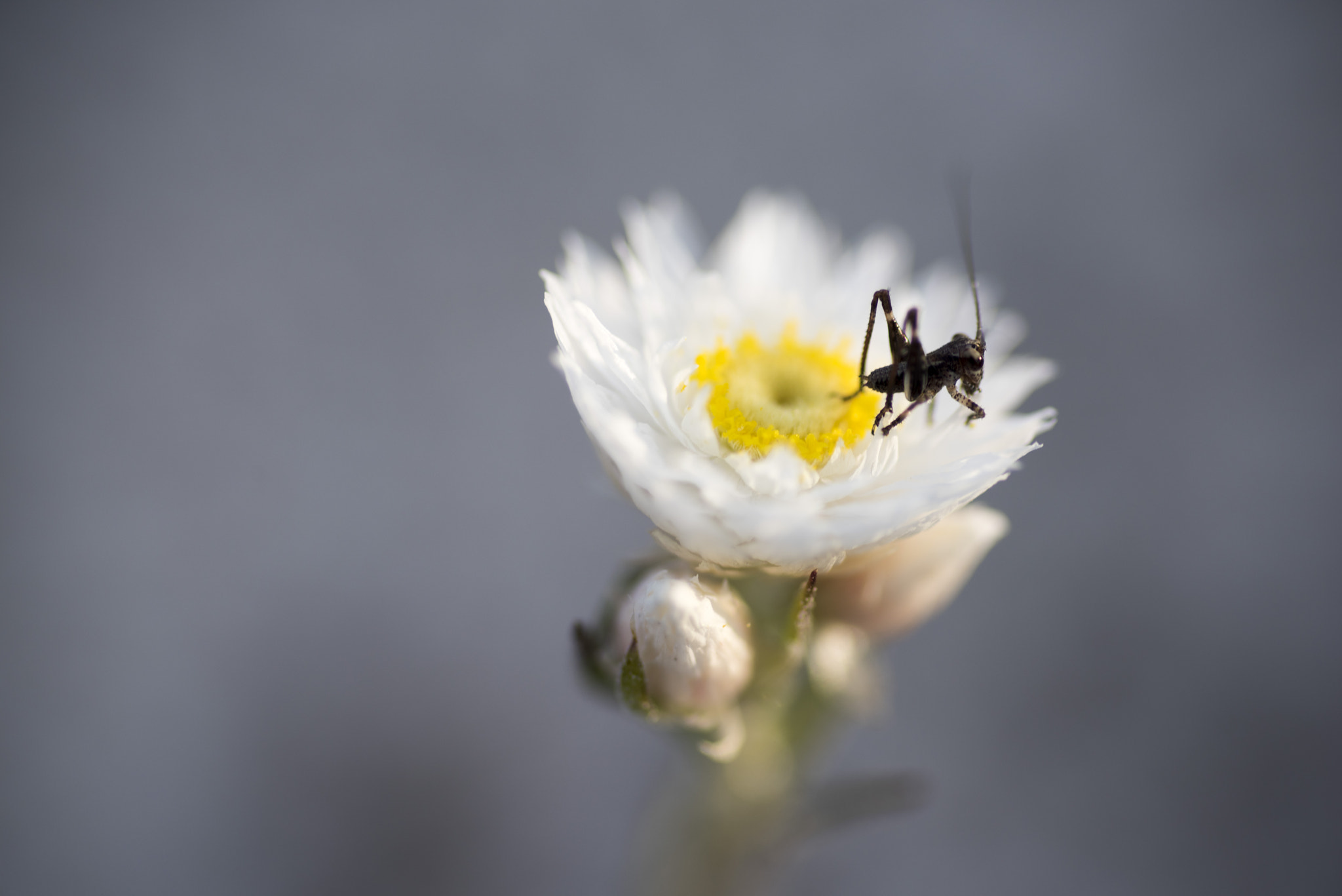 Nikon D810 sample photo. Unseen beauty of western australia photography