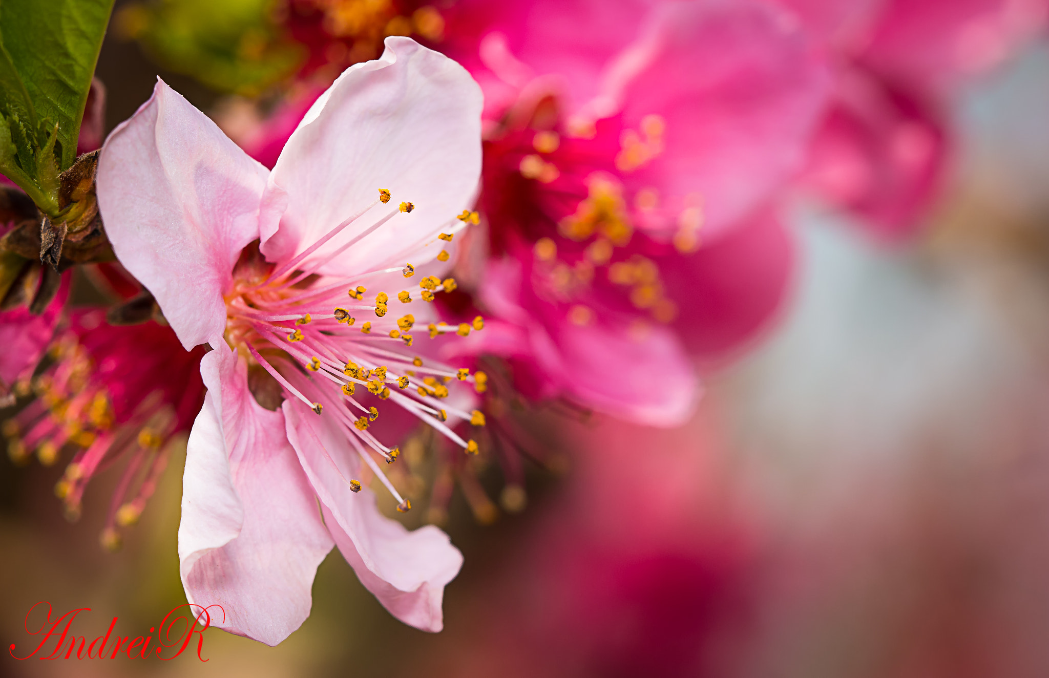 Canon EF 100mm F2.8 Macro USM sample photo. Flower of peach photography