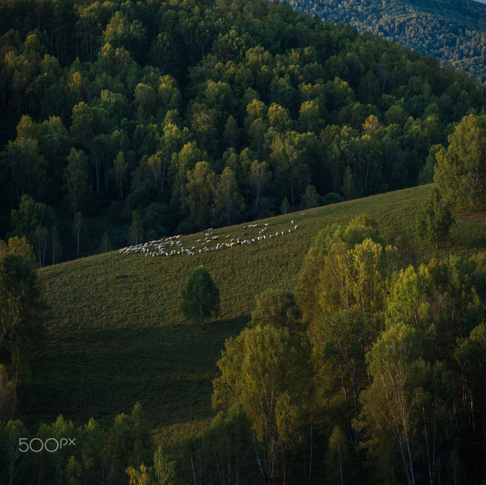 Nikon D810 + Nikon AF-Nikkor 80-200mm F2.8D ED sample photo. Herd of sheep in the forest and mountains photography