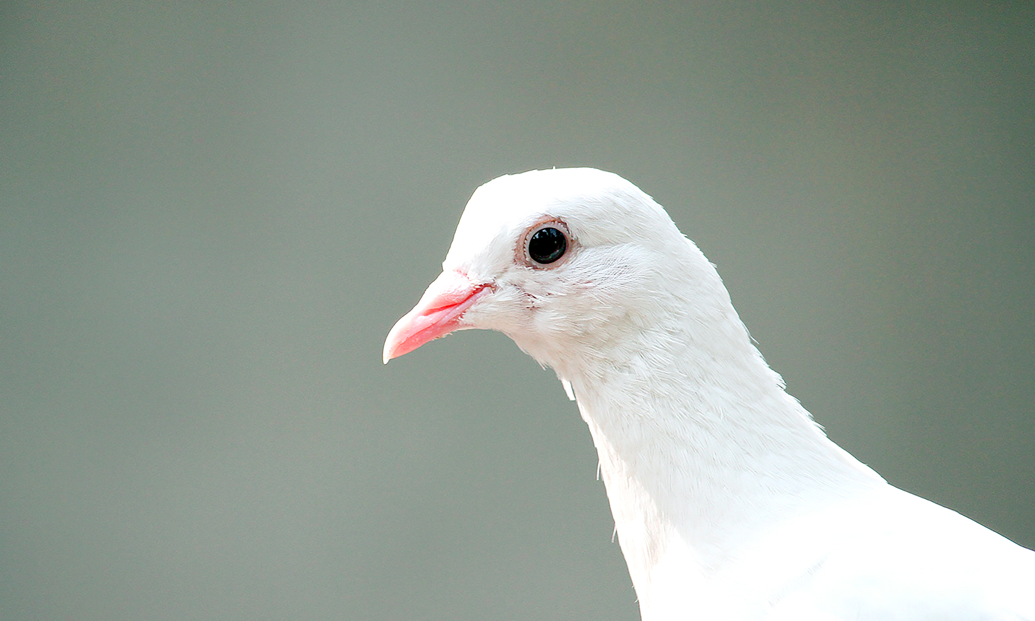Canon EF-S 55-250mm F4-5.6 IS STM sample photo