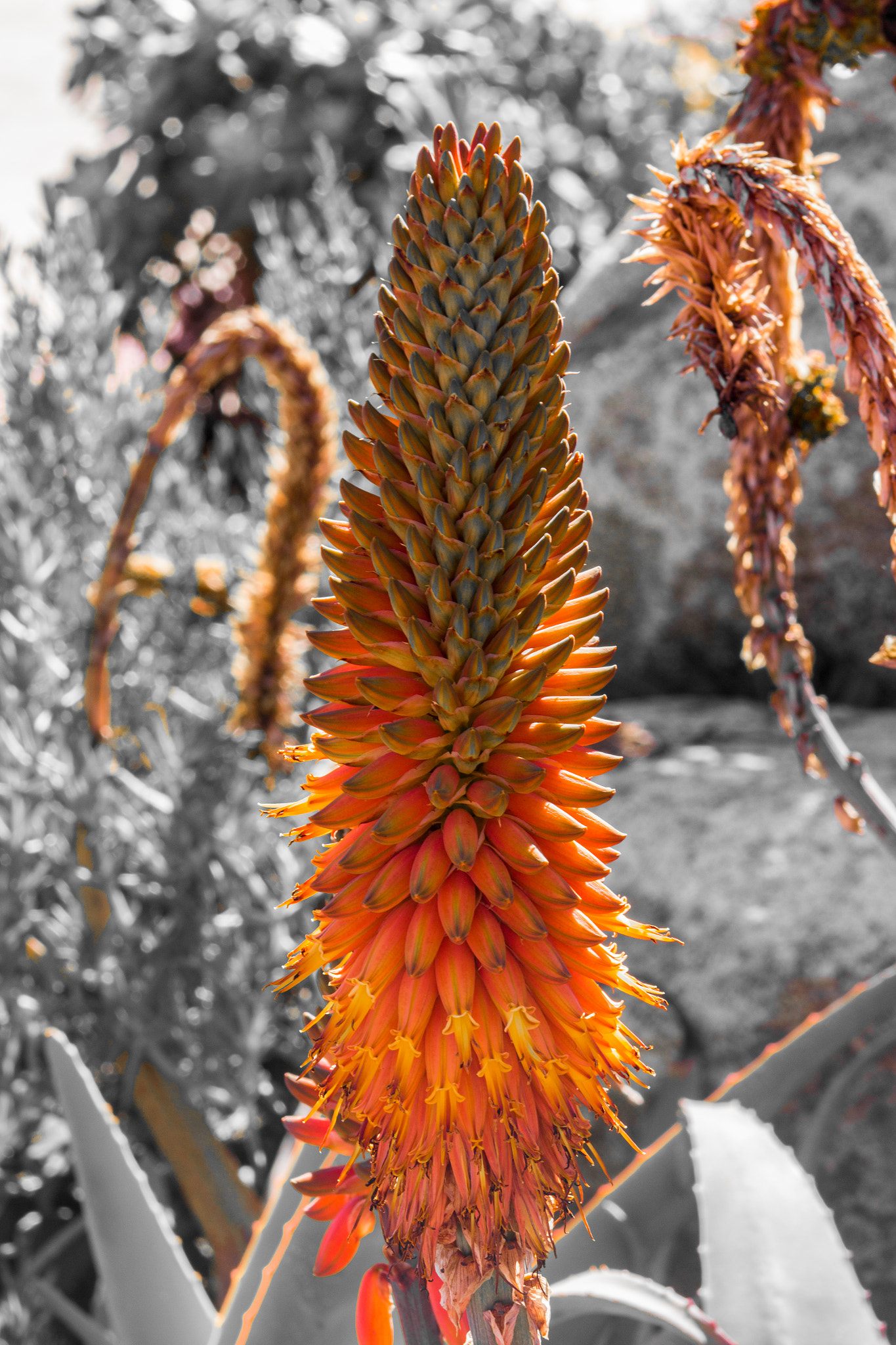 Canon EOS 60D + EF75-300mm f/4-5.6 sample photo. Botanical gardens photography