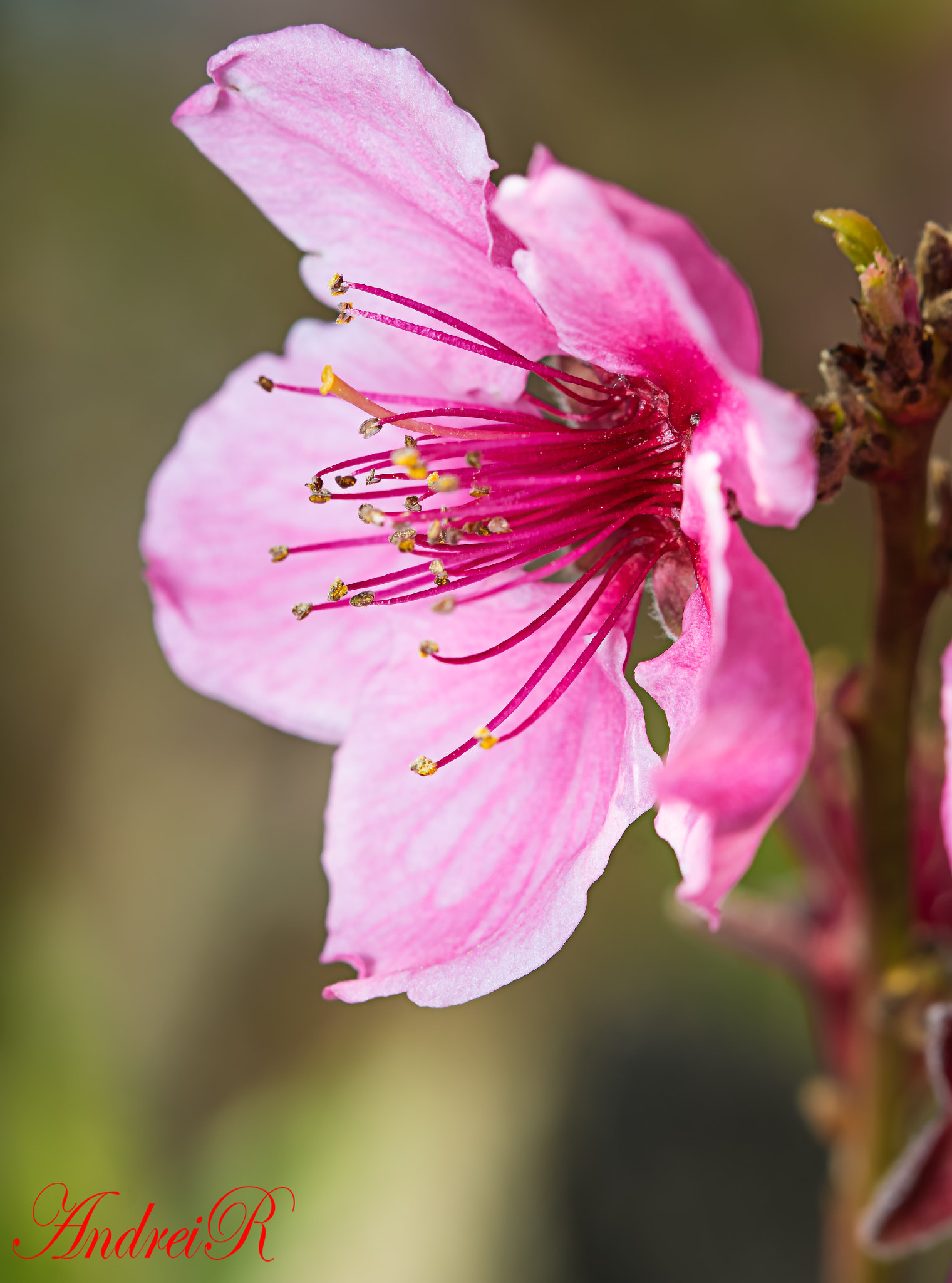 Canon EF 100mm F2.8 Macro USM sample photo. Flower of peach 2 photography
