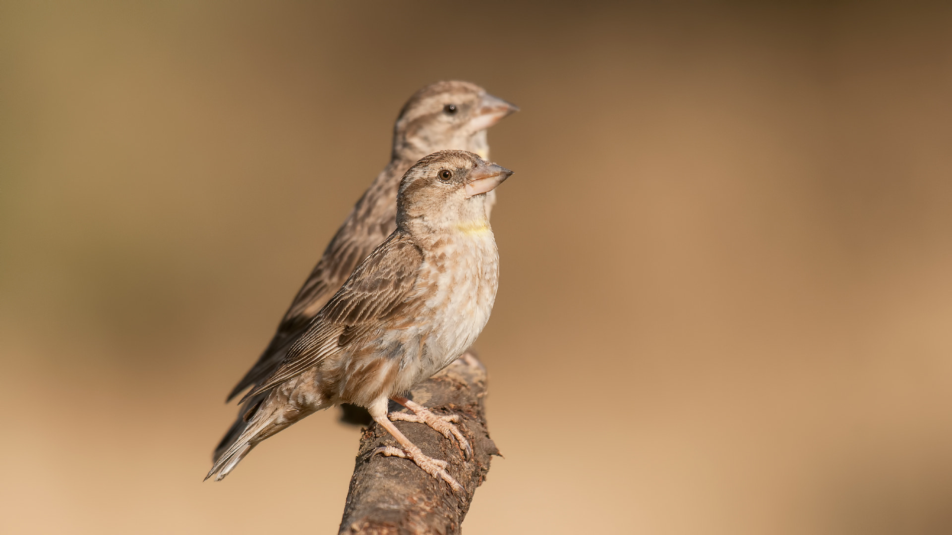 Sigma 500mm F4.5 EX DG HSM sample photo. Petronia petronia photography