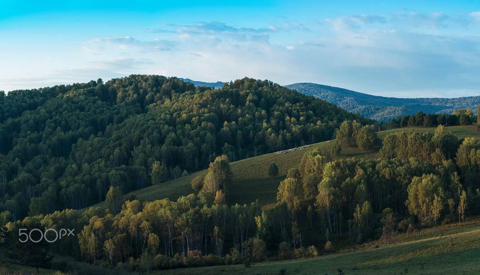 Nikon D810 + Nikon AF-Nikkor 80-200mm F2.8D ED sample photo. Herd of sheep in the forest and mountains photography