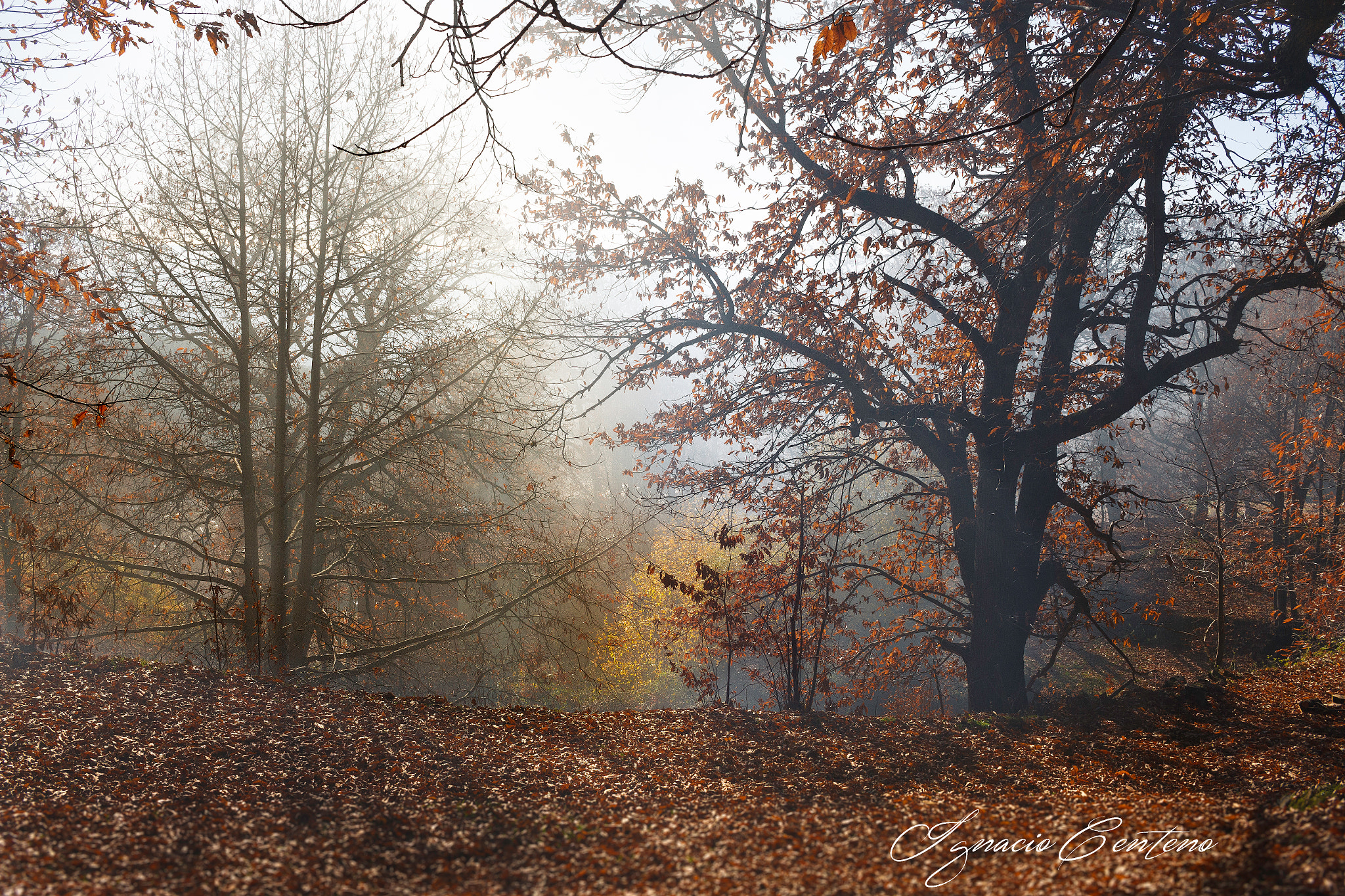 Canon EF-S 24mm F2.8 STM sample photo