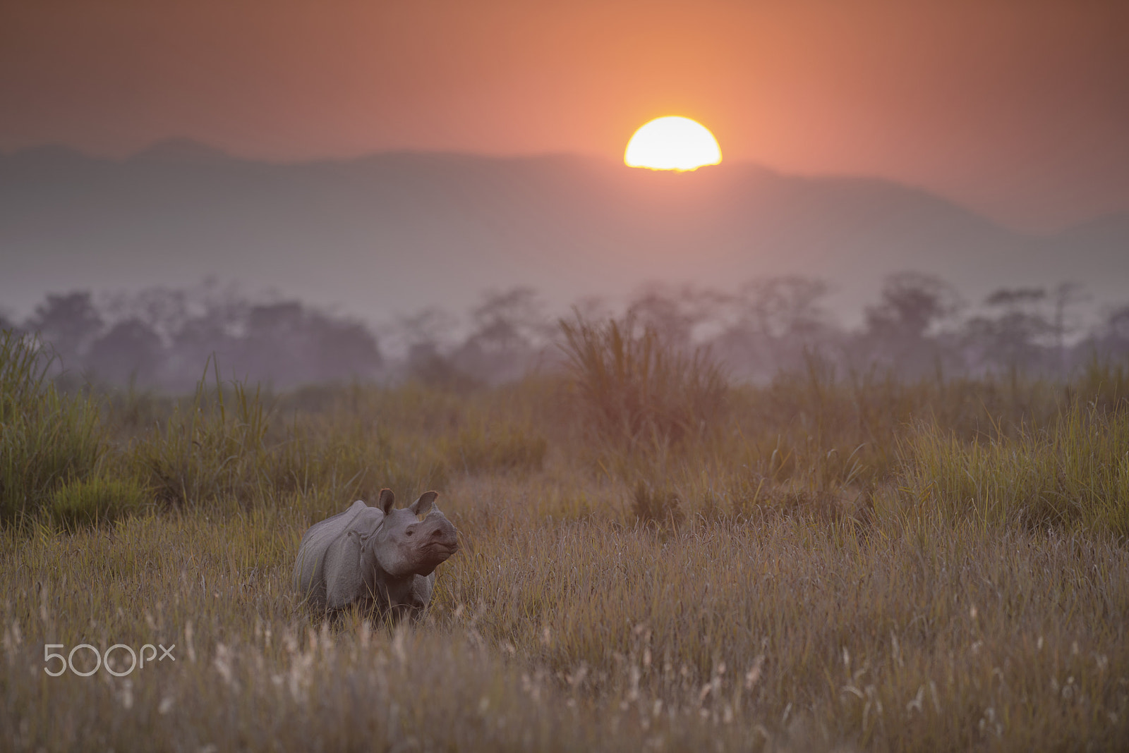 Nikon D600 sample photo. Rhino at sunset photography
