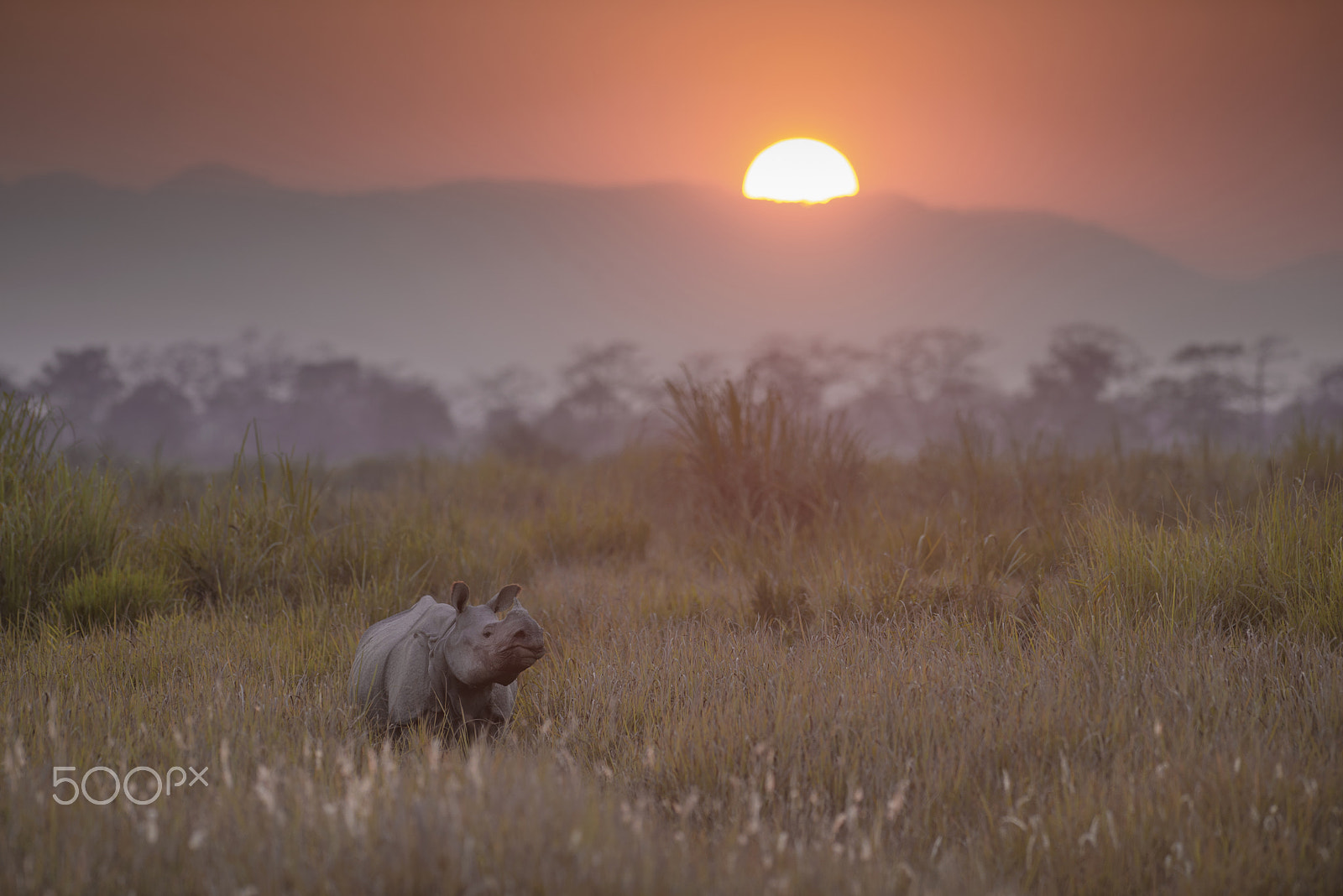 Nikon D600 + Nikon AF-S Nikkor 300mm F2.8G ED-IF VR sample photo. Rhino at sunset photography