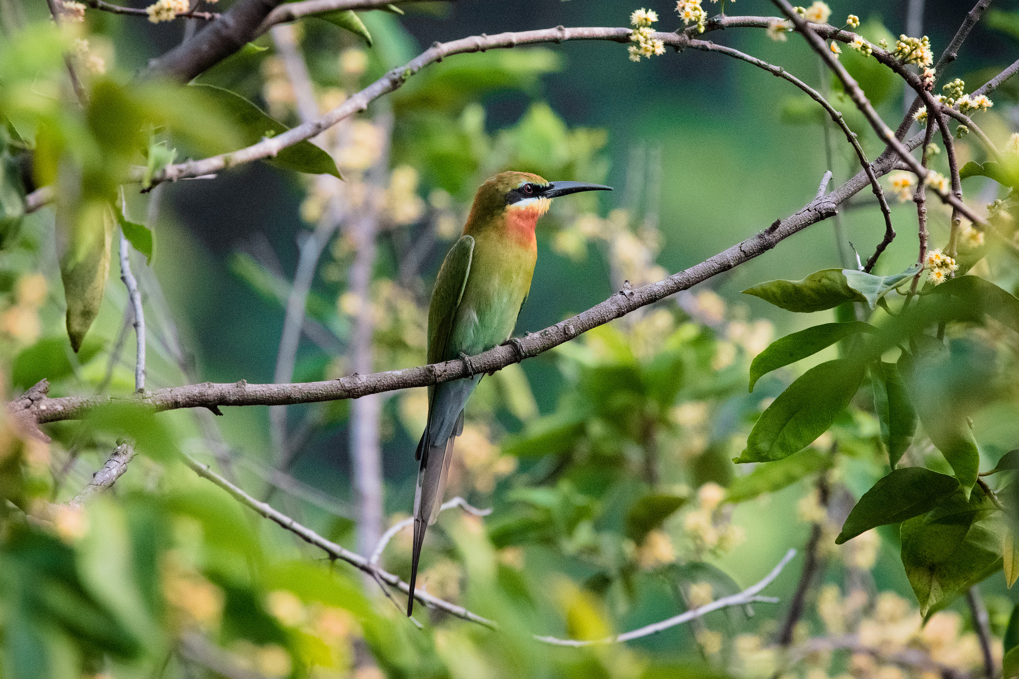 Nikon Nikkor AF-S 300mm F4E PF ED VR sample photo. How to frame a bird photography