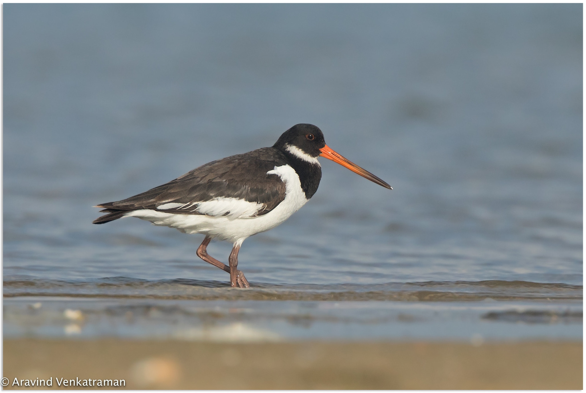 Canon EF 500mm F4L IS USM sample photo. Eurasian oystercatcher photography
