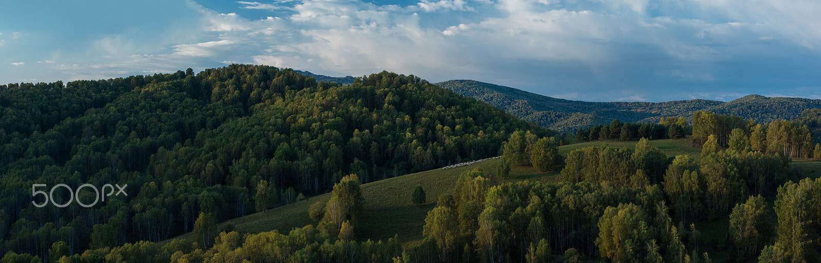 Nikon D810 + Nikon AF-Nikkor 80-200mm F2.8D ED sample photo. Herd of sheep in the forest and mountains photography