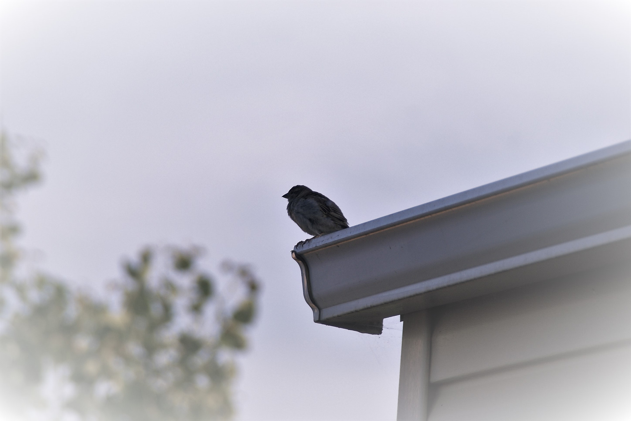 Sony DT 18-200mm F3.5-6.3 sample photo. Waiting the new morning photography