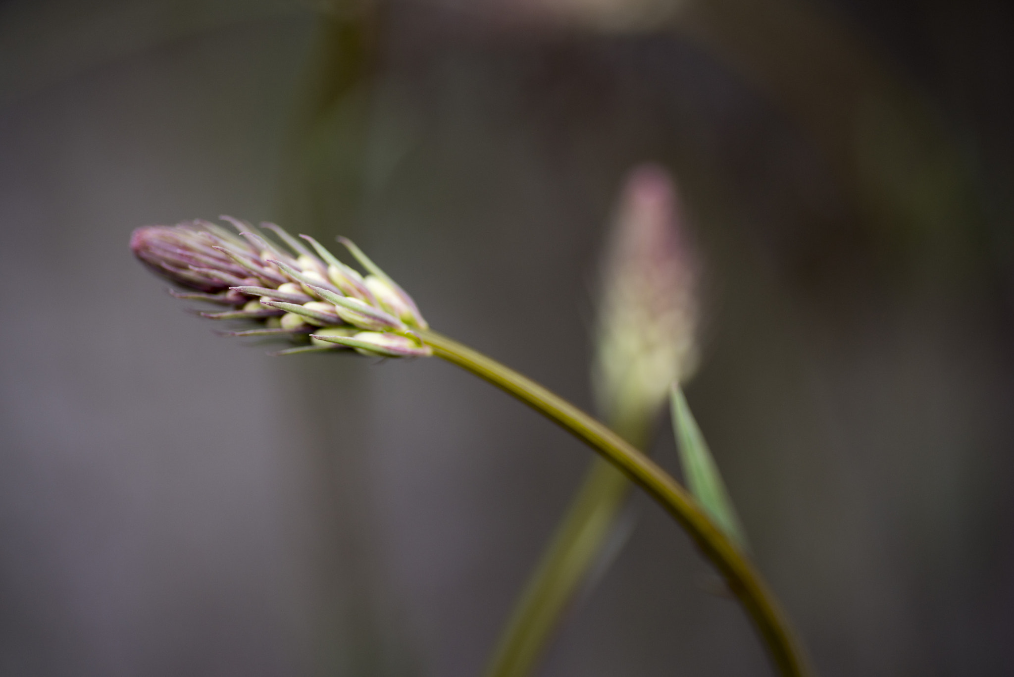 Nikon D810 sample photo. Unseen beauty of western australia photography