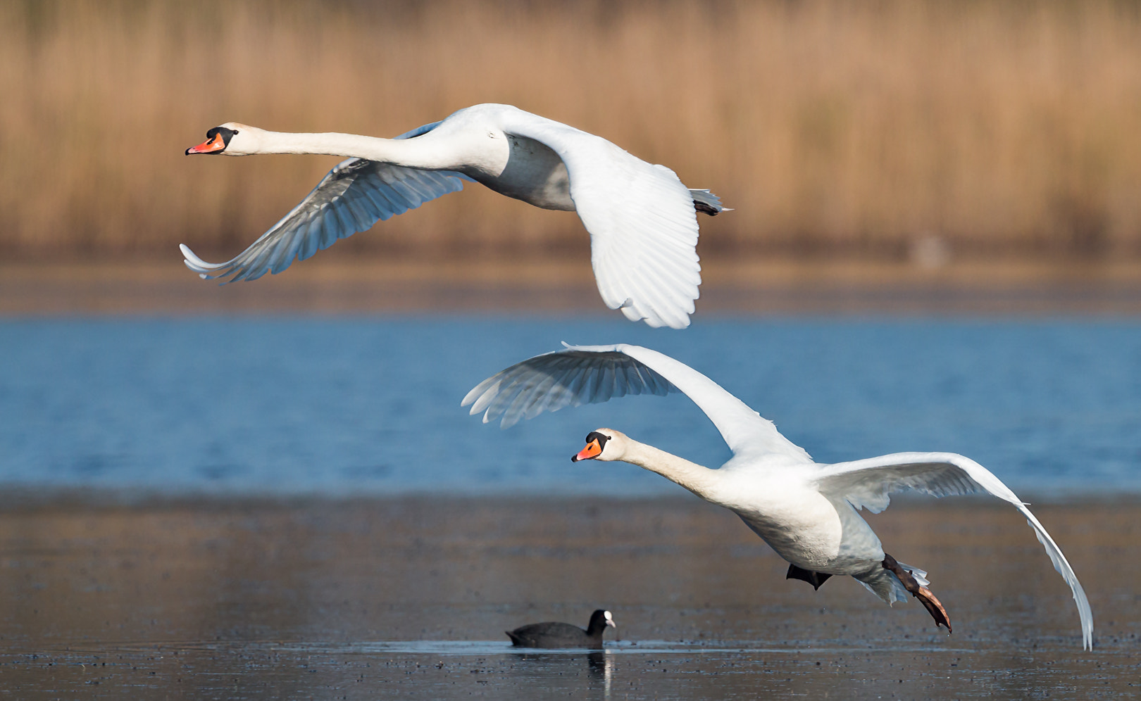 Canon EF 600mm F4L IS II USM sample photo. Cygne tuberculé photography