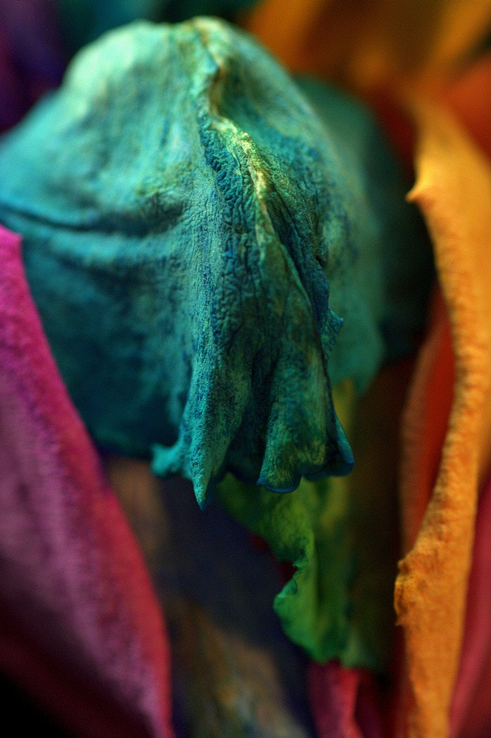 Nikon D7100 + Nikon AF Micro-Nikkor 60mm F2.8D sample photo. Dried rainbow rose photography